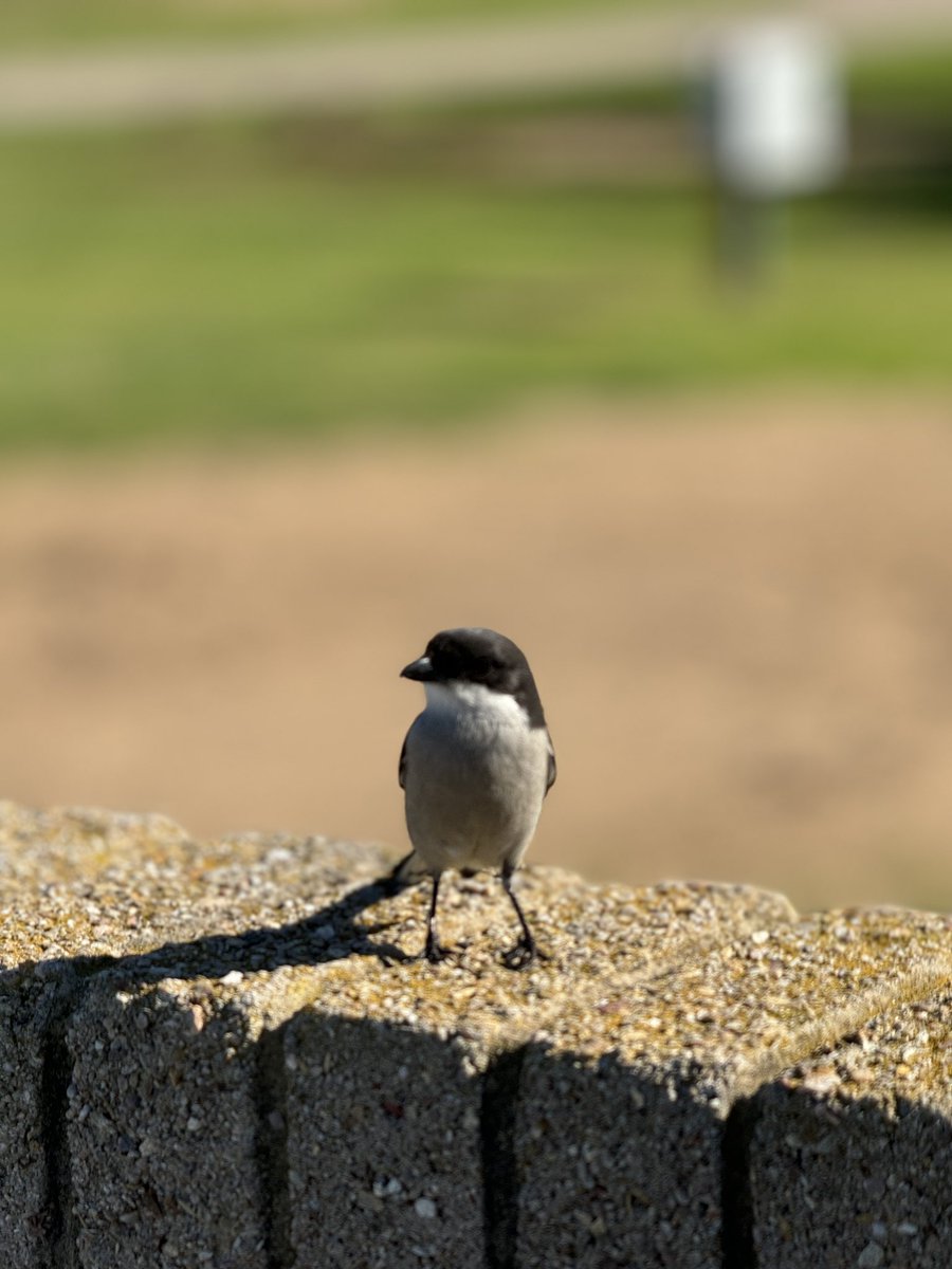 Knysna Is Awesome tweet media