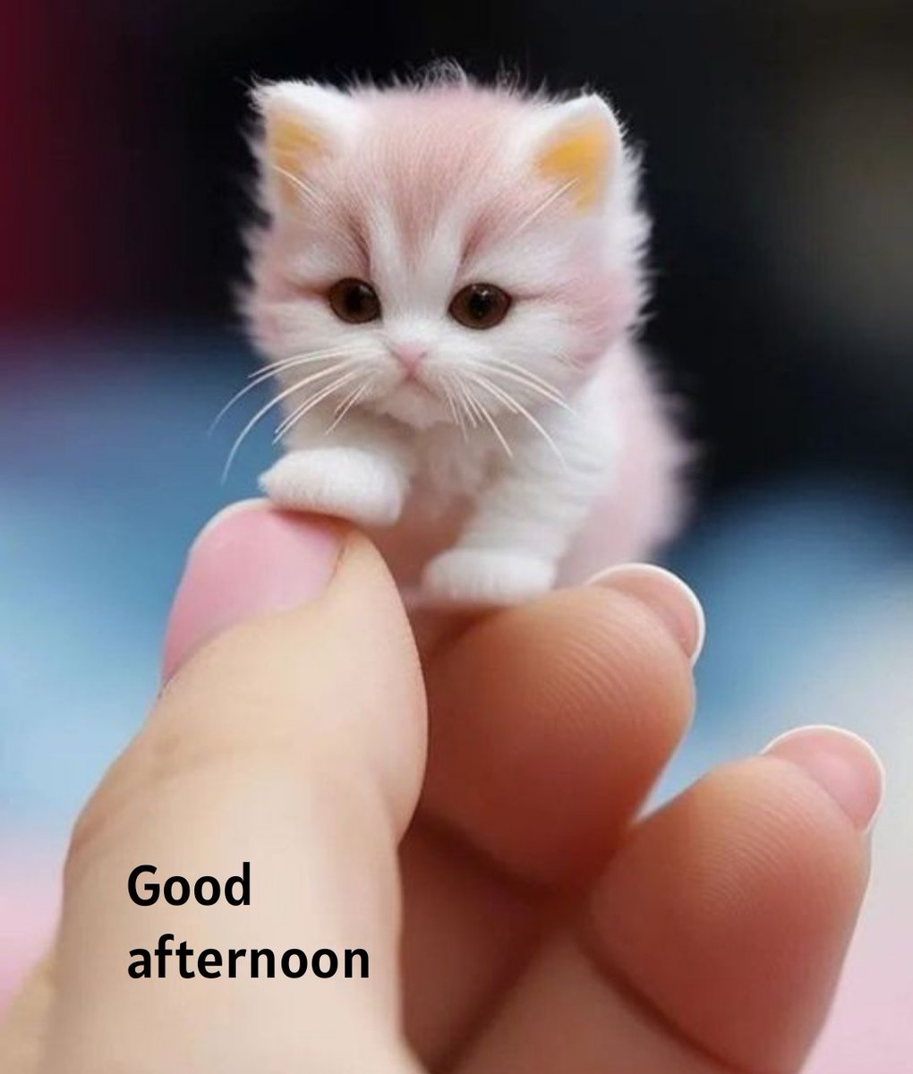 imBalwidrKaur's tweet image. #GoodAfternoon #TinyKitten #CuteAnimals #Adorable #CatLovers