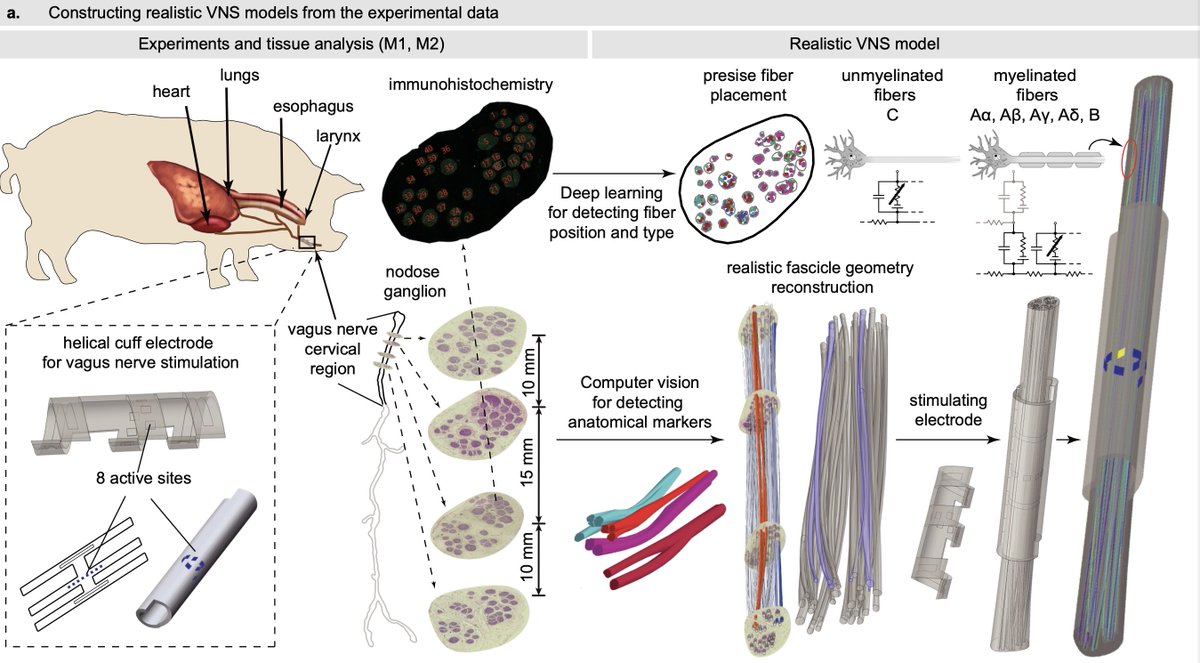 gozzi_noemi's tweet photo. Don't miss our latest multidisciplinary work, revealing great advancements in optimizing #vagus #nerve #stimulation, thanks to a combination of computational modelling and animal experiments 🐖💻 
https://t.co/0AAeHZ21bE
Published now in @NatureComms ⚡️ https://t.co/FTEy9AxvOD