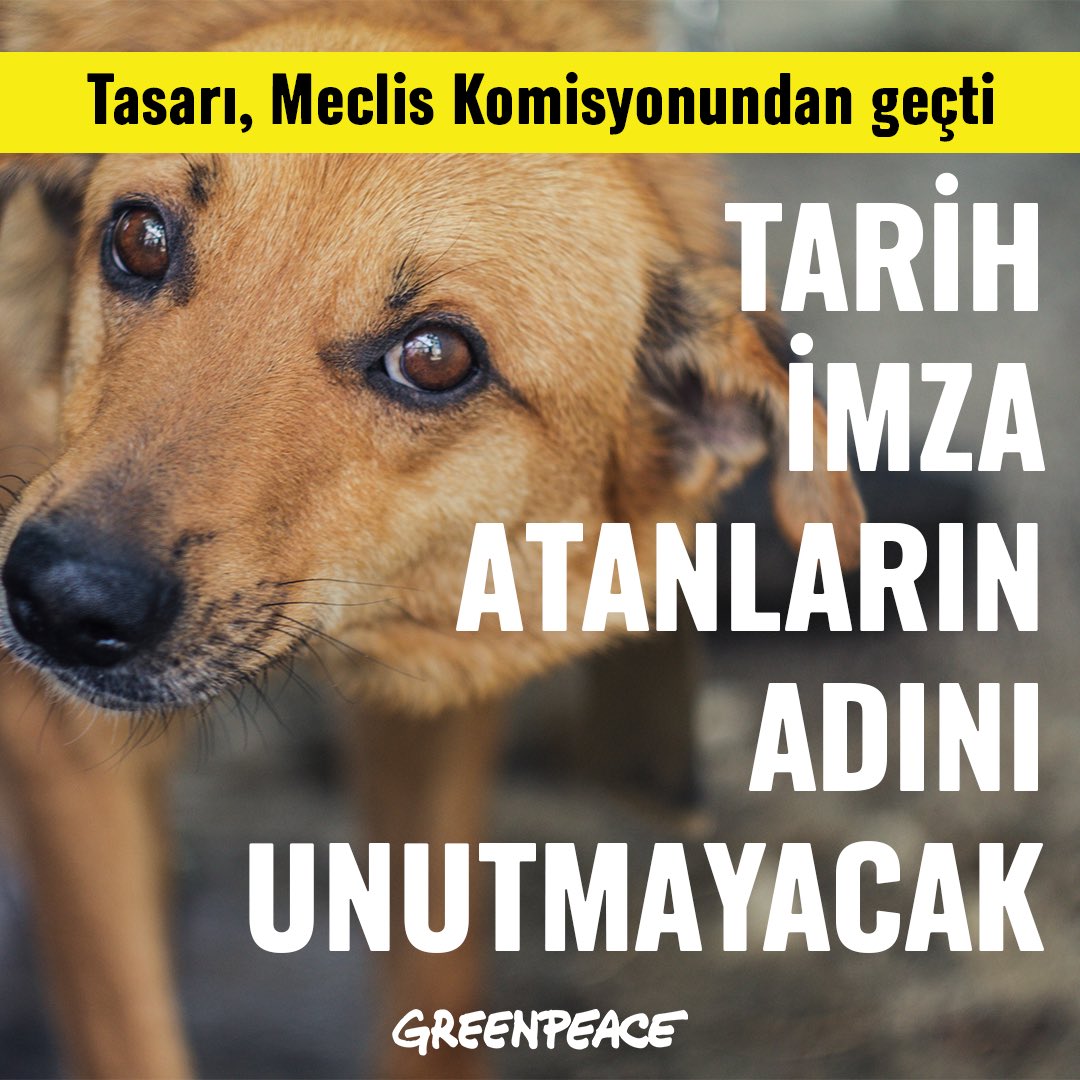 Greenpeace Türkiye (@greenpeace_med) on Twitter photo TBMM Komisyonu, sokak hayvanlarının öldürülmesinin önünü açan yasa tasarısını kabul etti. Çözümün öldürmek olmadığı yönündeki çağrılar Komisyon tarafından karşılık bulamasa da henüz her şey bitmiş değil.
Hayvanların yaşam hakkını ve bir arada yaşama kültürünü savunanlar, tasarı TBMM Komisyonu, sokak hayvanlarının öldürülmesinin önünü açan yasa tasarısını kabul etti. Çözümün öldürmek olmadığı yönündeki çağrılar Komisyon tarafından karşılık bulamasa da henüz her şey bitmiş değil.
Hayvanların yaşam hakkını ve bir arada yaşama kültürünü savunanlar, tasarı