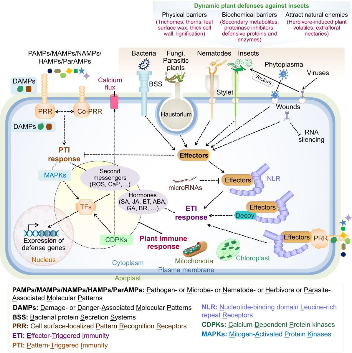 Exiceted to share paper published in Plants Journal about Heat and plant-biotic stress interactions  
Department of Adaptive Biotechnologies (<a href="/CzechGlobe_DoAB/">Department of Adaptive Biotechnologies</a>) #plant, #czechglobe 

mdpi.com/2223-7747/13/1…