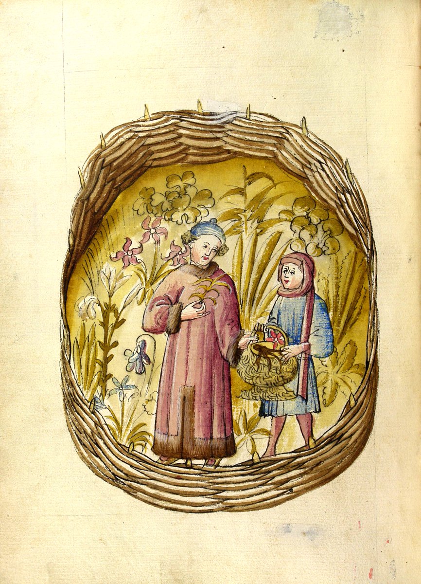 csmbr_pisa's tweet photo. Medical Education Throughout History 6:
An Apothecary and his Apprentice in the Medicinal Garden, Alsace 1440
from Medizinisch-Naturwissenschaftliche Sammelhandchrift, M II 180, f. 54r, Universitätsbibliothek, Salzburg, Austria.
#csmbr #medicalhistory #simpleremedies #pharmacy https://t.co/aAYPI8aOex