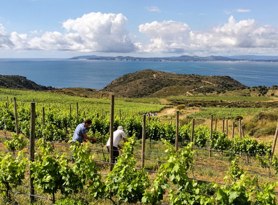 Espelt Viticultors (@cellerespelt) on Twitter photo BUSQUEM tècnic/a enginyer/a agrònom que vulgui treballar a les nostres vinyes. Es valoraran coneixements tècnics i interès en viticultura ecològica i biodinàmica. Calen bons coneixements d’anglès tècnic i català.
Envieu-nos el vostre CV a info@espeltviticultors.com BUSQUEM tècnic/a enginyer/a agrònom que vulgui treballar a les nostres vinyes. Es valoraran coneixements tècnics i interès en viticultura ecològica i biodinàmica. Calen bons coneixements d’anglès tècnic i català.
Envieu-nos el vostre CV a info@espeltviticultors.com