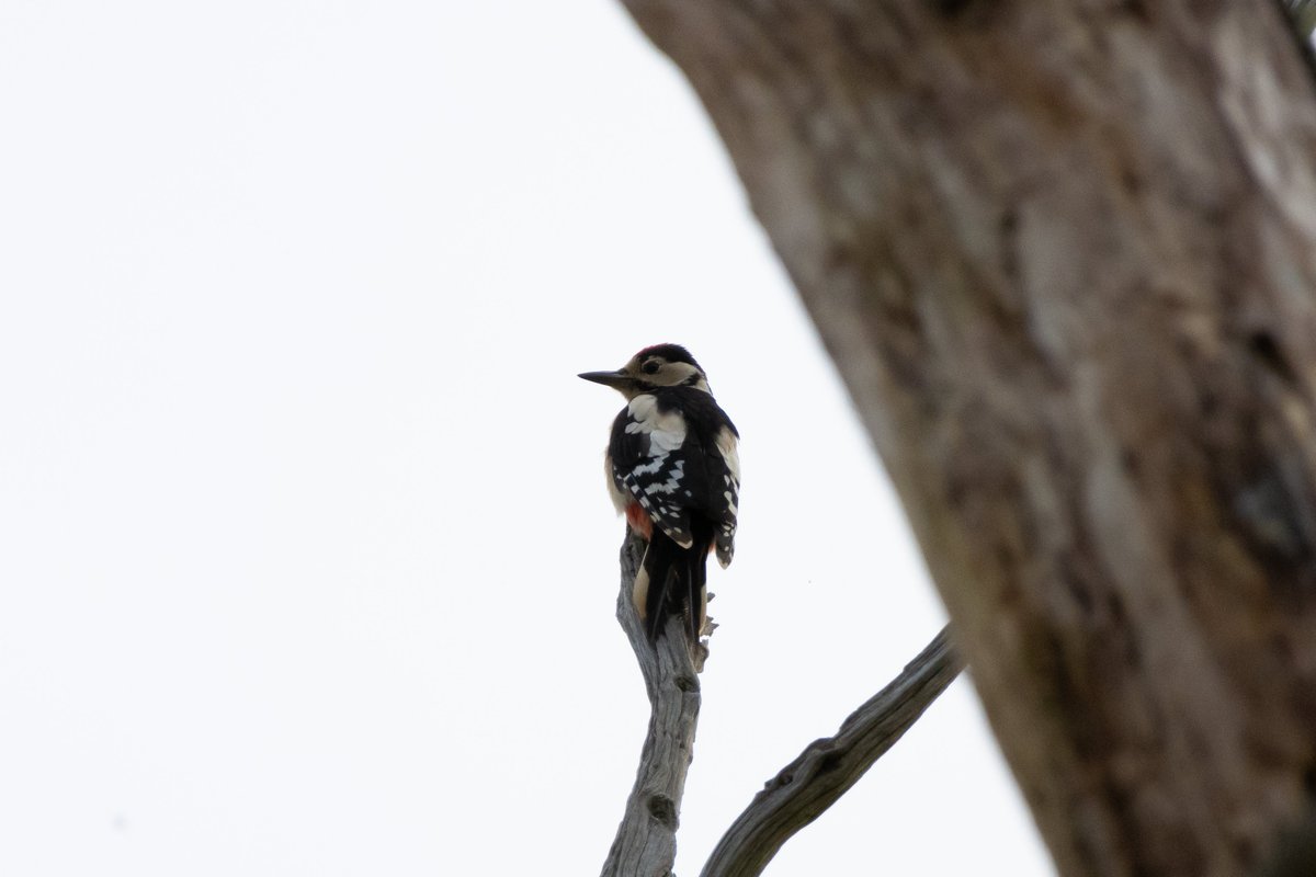 vidlife2019's tweet photo. Another gorgeous evening at Knepp Wilding #birding #kneppwilding #BirdsOfTwitter #BirdsSeenIn2023 #woodpecker https://t.co/iWbmDNuark