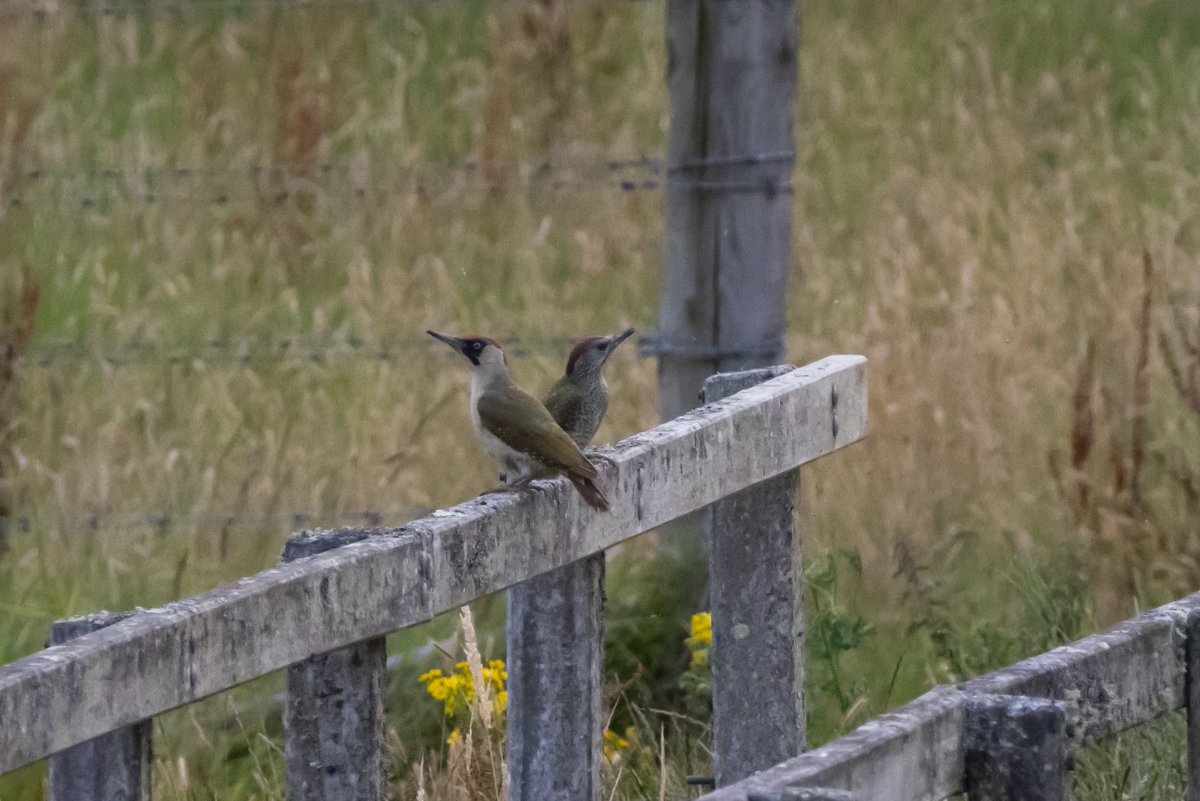 vidlife2019's tweet photo. Another gorgeous evening at Knepp Wilding #birding #kneppwilding #BirdsOfTwitter #BirdsSeenIn2023 #woodpecker https://t.co/iWbmDNuark