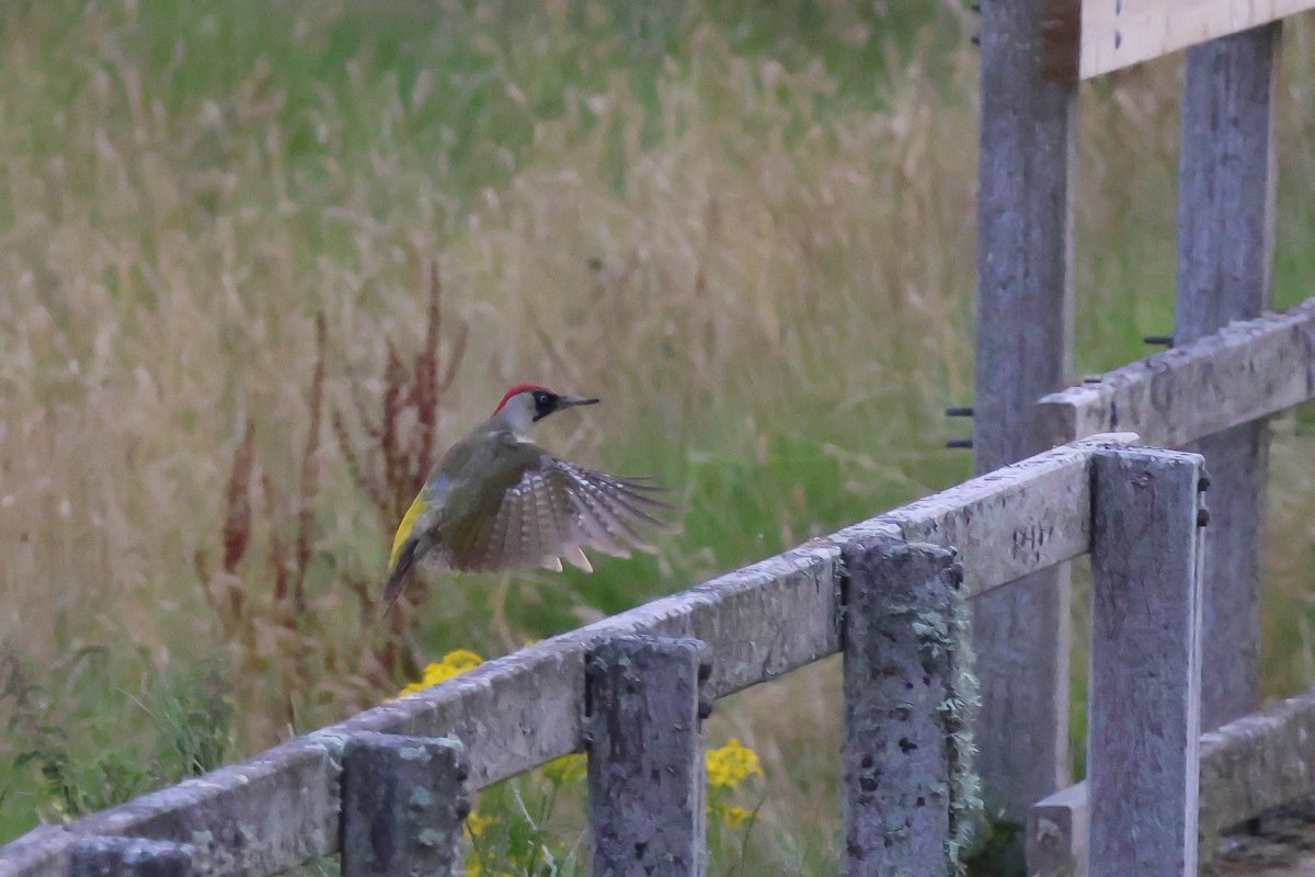 vidlife2019's tweet photo. Another gorgeous evening at Knepp Wilding #birding #kneppwilding #BirdsOfTwitter #BirdsSeenIn2023 #woodpecker https://t.co/iWbmDNuark