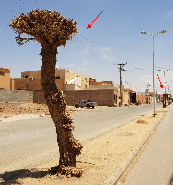 ALMISNID's tweet photo. هل هناك آية أو حديث
لا نعلم عنها ..
أنه من قطع أو قزم شجرة دخل الجنة‼️

سؤال موجه إلى (بعض) البلديات والأمانات؟

#رؤية_السعودية_2030 
#مبادرة_السعودية_الخضراء 
#مركز_الغطاء_النباتي #نحو_10_مليار_شجرة
(الصور رمزية وقديمة .. ولكن السلوك قائم في بعض المدن والمحافظات).