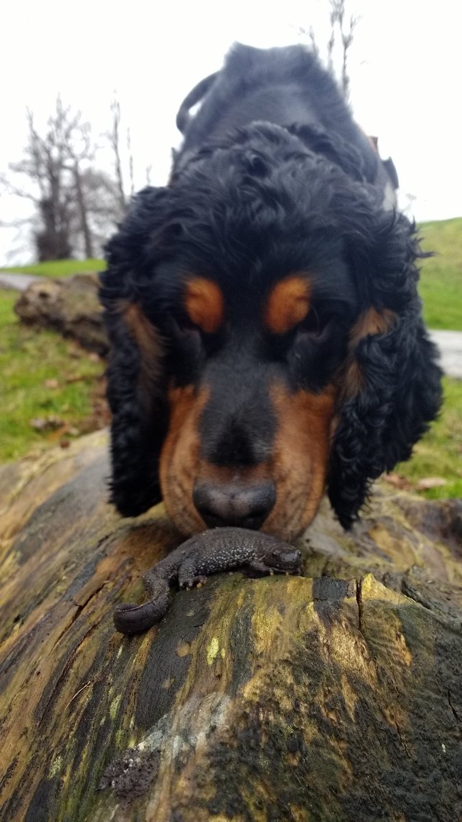 WagtailUK_dogs's tweet photo. Biden, Trump, Starmer, Braverman, Wagtail UK … all mentioned on the Press Preview on Talk Radio today! Thank you @OctopusTV @AndrewEborn amazing futurist. #snifferdogs #wagtailuk #marketleader #usethebest #welshsnifferdogs
https://t.co/FzwK1Z8KZ4 https://t.co/sx7ycrao6H