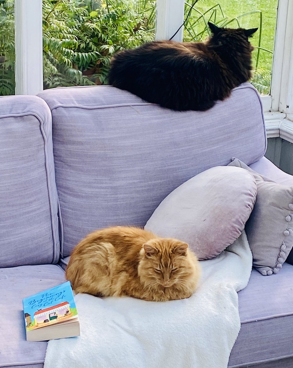 FionaJaneBooks's tweet photo. New Beginnings at the Cosy Cat Cafe
by the lovely @jhaworthauthor is out now!!! This is a gorgeous ⭐️⭐️⭐️⭐️⭐️ read (and Toffee and Fudge agree)! 📚🐈🐈‍⬛💕 https://t.co/CToetIOfBo