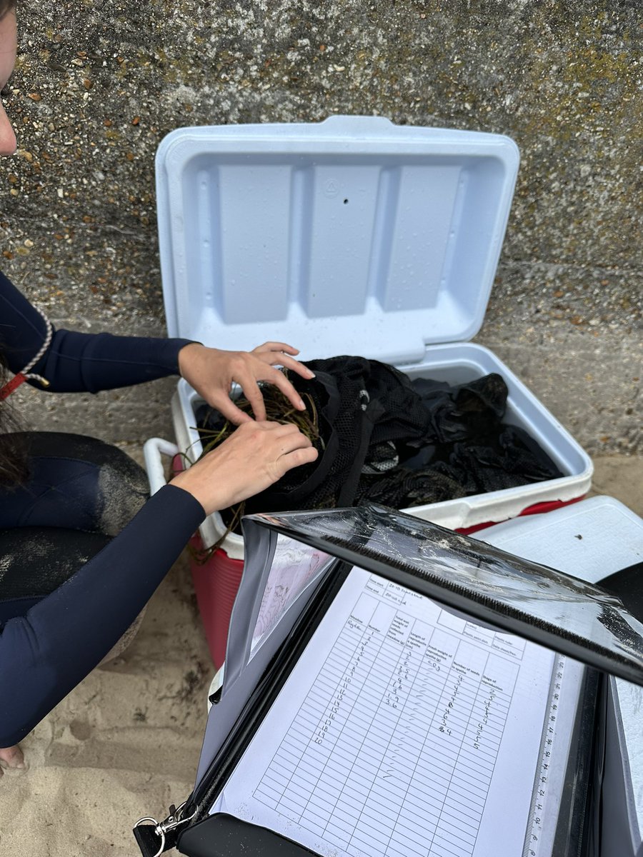 _apjames's tweet photo. Exciting day collecting eelgrass (Zostera marina) seeds on the Isle of Wight, all to be replanted at the #restoration site next year! 🌱 Lots of engagement, collaboration &amp; sharing our love for our environment 🌎💚 #GenerationRestoration 

@Keep_Wales_Tidy @ProjectSeagrass https://t.co/WMLqYJWids