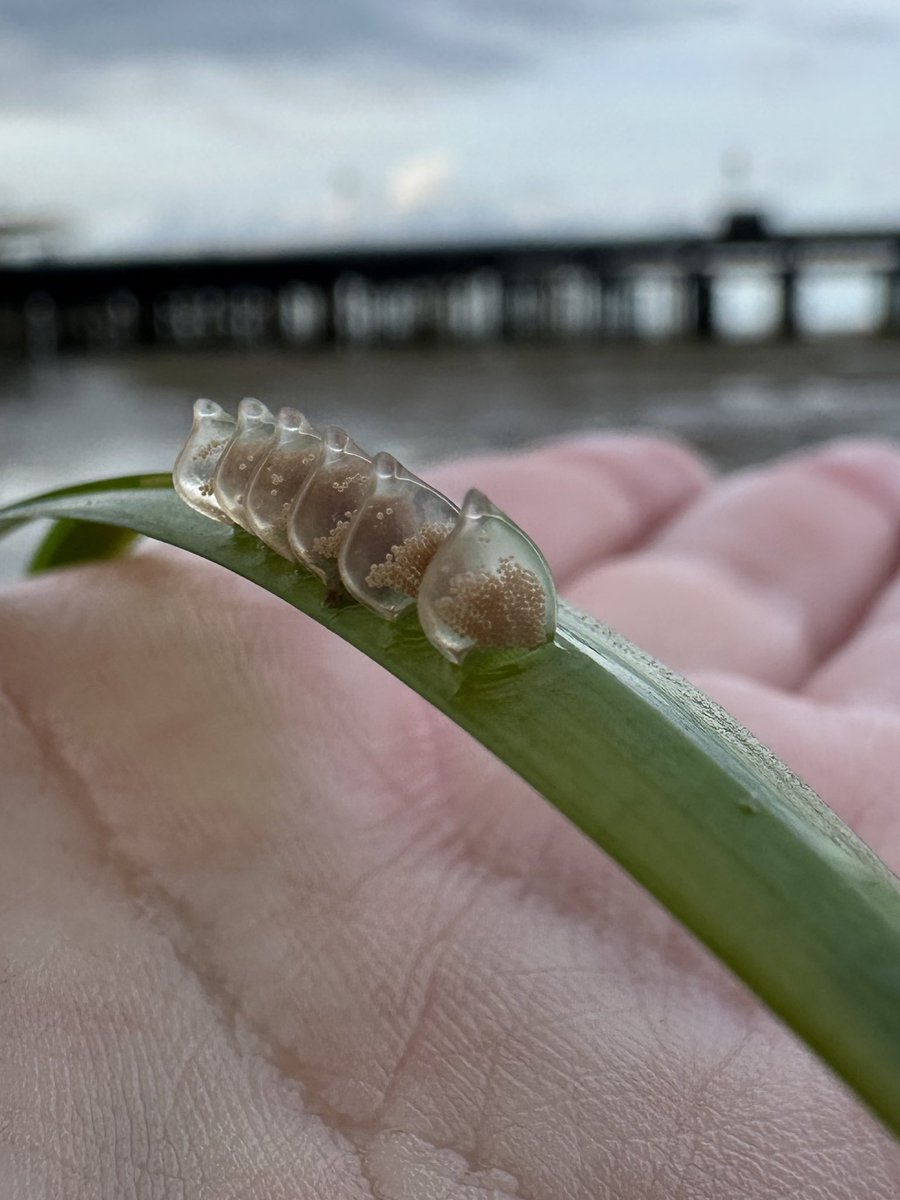 Exciting day collecting eelgrass (Zostera marina) seeds on the Isle of Wight, all to be replanted at the #restoration site next year! 🌱 Lots of engagement, collaboration &amp; sharing our love for our environment 🌎💚 #GenerationRestoration 

<a href="/Keep_Wales_Tidy/">Keep Wales Tidy</a> <a href="/ProjectSeagrass/">Project Seagrass</a>