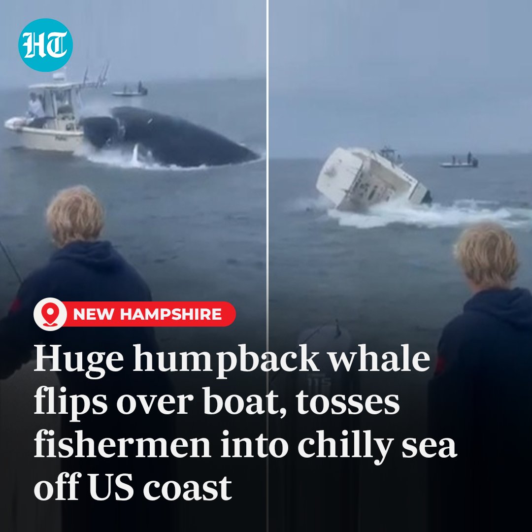 htTweets's tweet photo. Massive #humpback #whale was seen landing squarely on a small #boat, tossing two fishermen into the cold #NewHampshire waters in a terrifying #VIDEO
#WATCH 🔗 https://t.co/qLpKwCNIpa
#WhaleAttack #Portsmouth #UnitedStates #USNews #Trending https://t.co/Yrnn3XBzO9