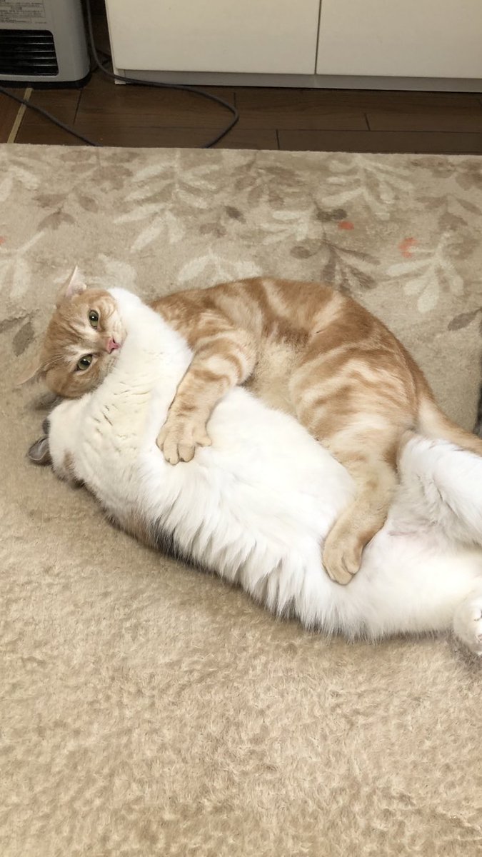 ys02031149's tweet photo. 🐱ジャれてるのか、喧嘩してるのか、わからないニャー🐱 https://t.co/s2Rf82OgAY