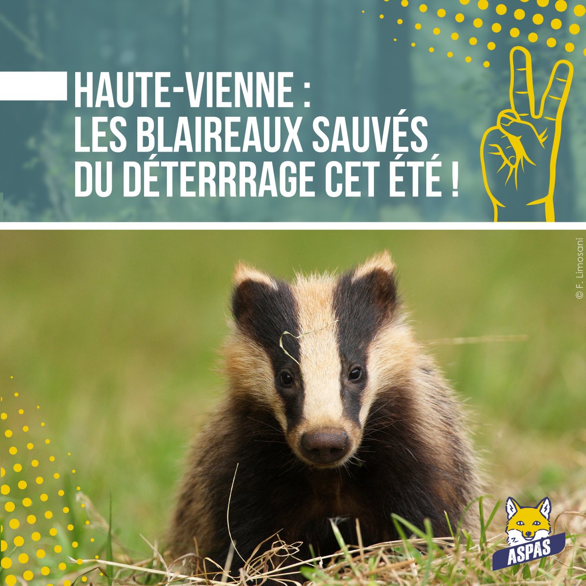 🎉 UN JOUR, UNE VICTOIRE POUR LES BLAIREAUX ! 🎉

3ème jour, 3ème victoire, cette fois-ci dans la Haute-Vienne ! Un nouveau département où de nombreux blaireaux vont pouvoir passer un été tranquille ! 

👉 aspas-maitre-renard.org/les-blaireaux-…

Avec @AVESFrance <a href="/OneVoice/">OneVoice Movement</a> et @Geo_Avocats