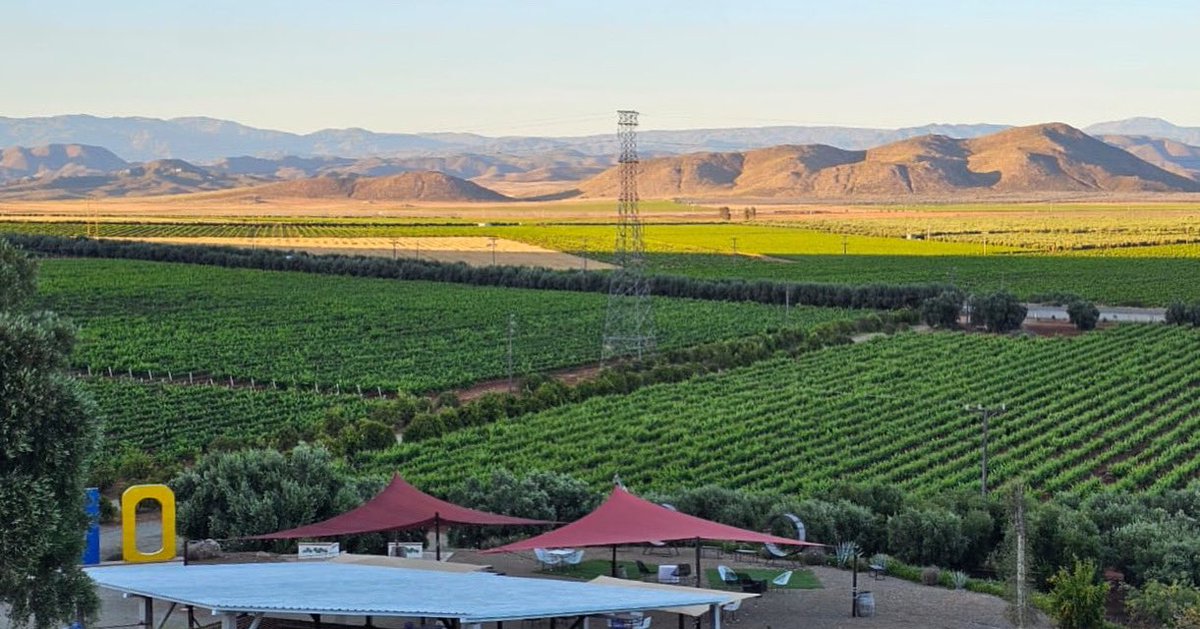 Déjate llevar por la tranquilidad que se respira en Viñedos Dubacano 🍇🍷 ¡Te esperamos! Jueves a martes 11am-5pm