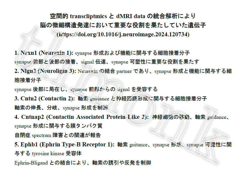thmonk_pf's tweet photo. Mouse脳発達期組織微細構造変化を32μm分解能のdMRIを用い評価
拡散MRImodel(DTI/DKI/NODDI)により灰白質と白質の発達的変化を定量化、ODI/NDIが寄与
空間的transcriptmicsとdMRIを統合し脳微細構造発達に於る遺伝子発現(右図)を検証
OA
#NODDI
#transcriptime
#papers
https://t.co/bFX6jAGwfi https://t.co/aNEq6ZVSL0