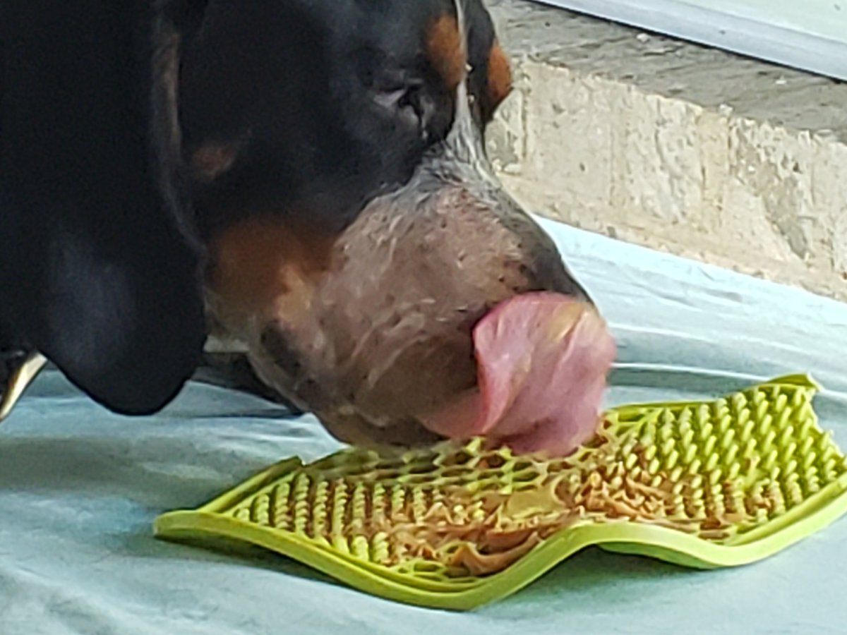 Hound dog summer 💙💙💙 with <a href="/bribetakermtp/">Jim Gregory</a>
