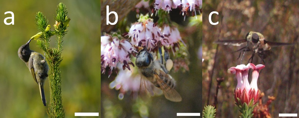 z_mccarren's tweet image. New paper published in @PhytoKeys 

Pollen transfer efficiency in Erica depends on type of pollinator

doi.org/10.3897/phytok…