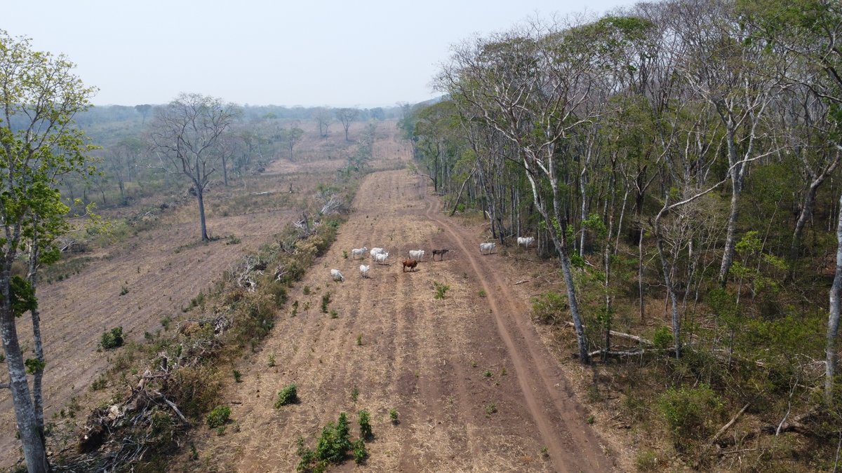 Tobias Kuemmerle (@tobiaskuemmerle) on Twitter photo Working on deforestation and its impacts? Here is a paper proposing a new theory of deforestation frontier emergence, led by Patrick Meyfroidt. Nice collaboration between the #MIDLAND and #SYSTEMSHIFT teams 👉doi.org/10.1098/rsos.2… <a href="/ERC_Research/">European Research Council (ERC)</a> <a href="/BiogeoBerlin/">Biogeography Berlin</a> Working on deforestation and its impacts? Here is a paper proposing a new theory of deforestation frontier emergence, led by Patrick Meyfroidt. Nice collaboration between the #MIDLAND and #SYSTEMSHIFT teams 👉doi.org/10.1098/rsos.2… <a href="/ERC_Research/">European Research Council (ERC)</a> <a href="/BiogeoBerlin/">Biogeography Berlin</a>