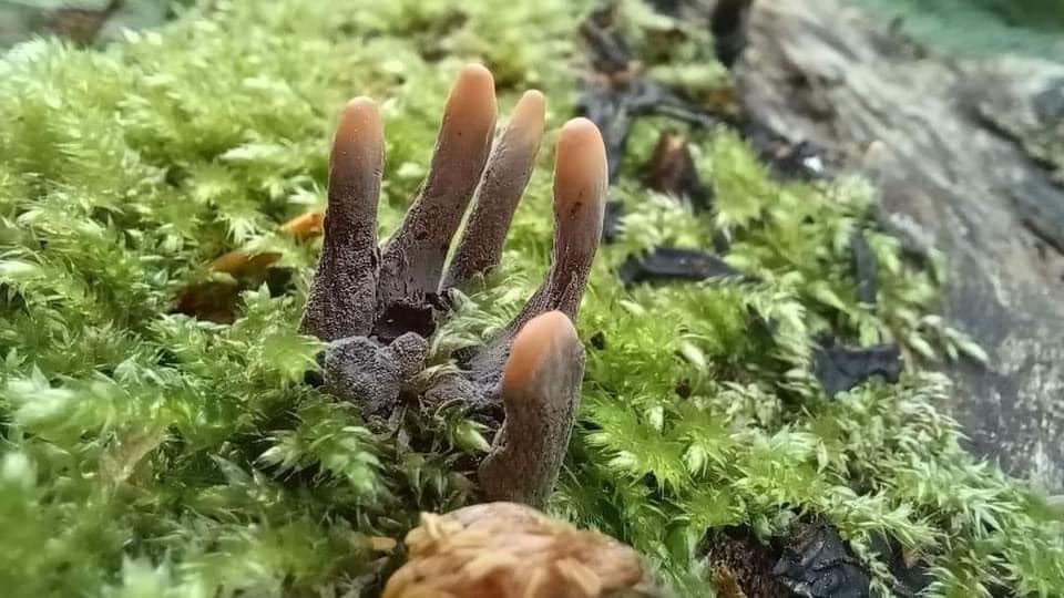 illusionww's tweet photo. This mushroom is called Dead Man’s Fingers.
#illusion #illustration #reallife #mirage #visional #illuse #illusioncommunity #Trending #trendingpost #hands #Mushroom #deadmanfingers https://t.co/KJDxfY1AZv