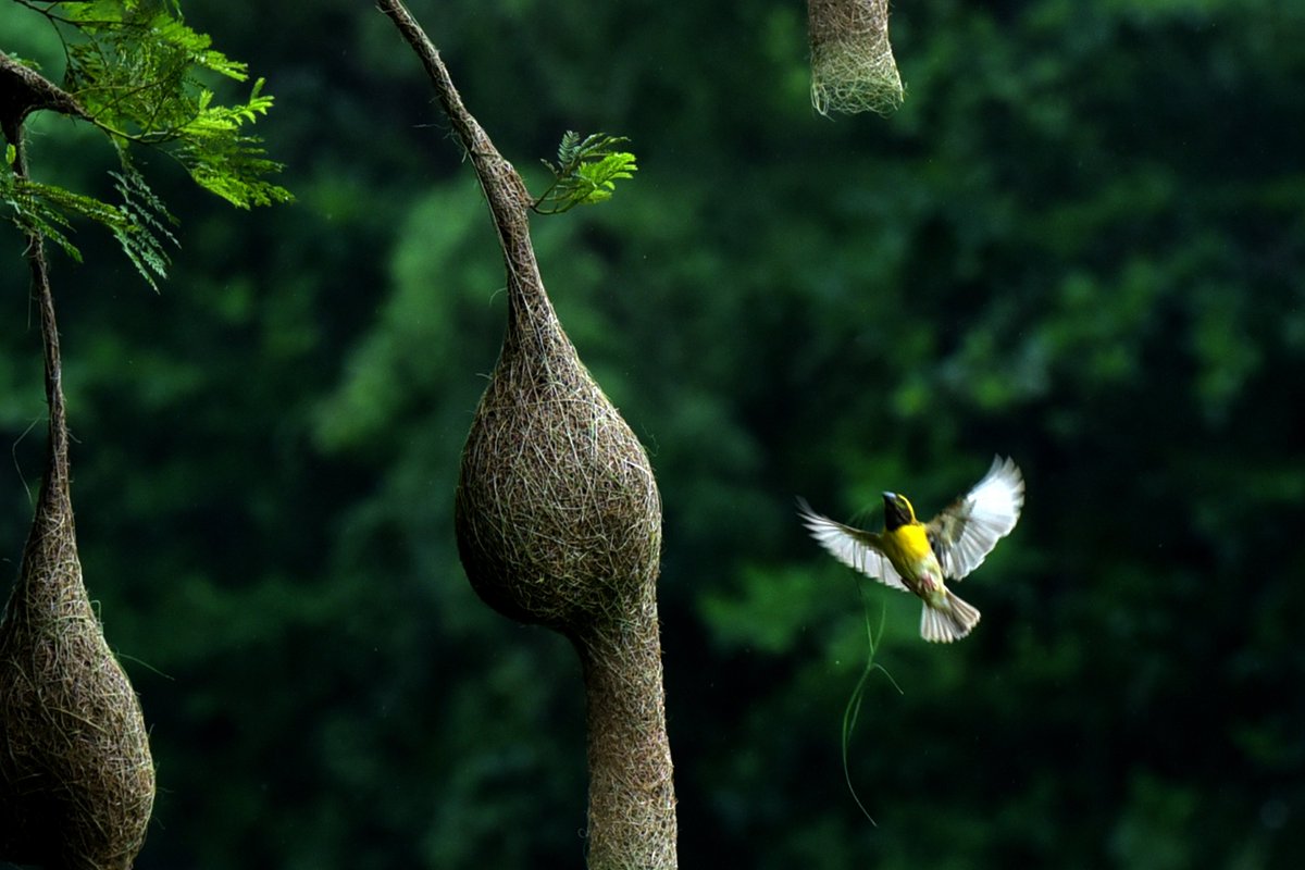 PuebloEnLnea's tweet image. #Pájaros tejedores construyen sus #nidos cerca del estanque Karve en Nerul, el 21 de julio de 2024 en Navi Mumbai, #India.