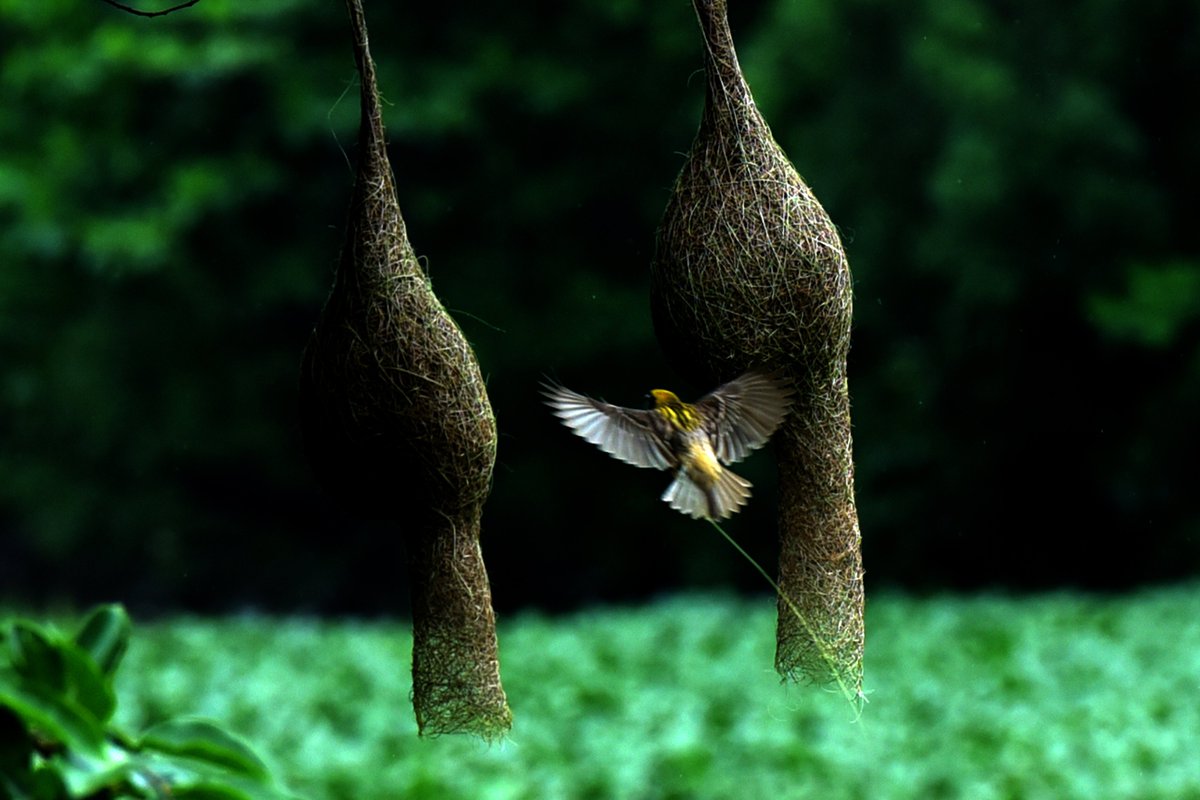 PuebloEnLnea's tweet image. #Pájaros tejedores construyen sus #nidos cerca del estanque Karve en Nerul, el 21 de julio de 2024 en Navi Mumbai, #India.