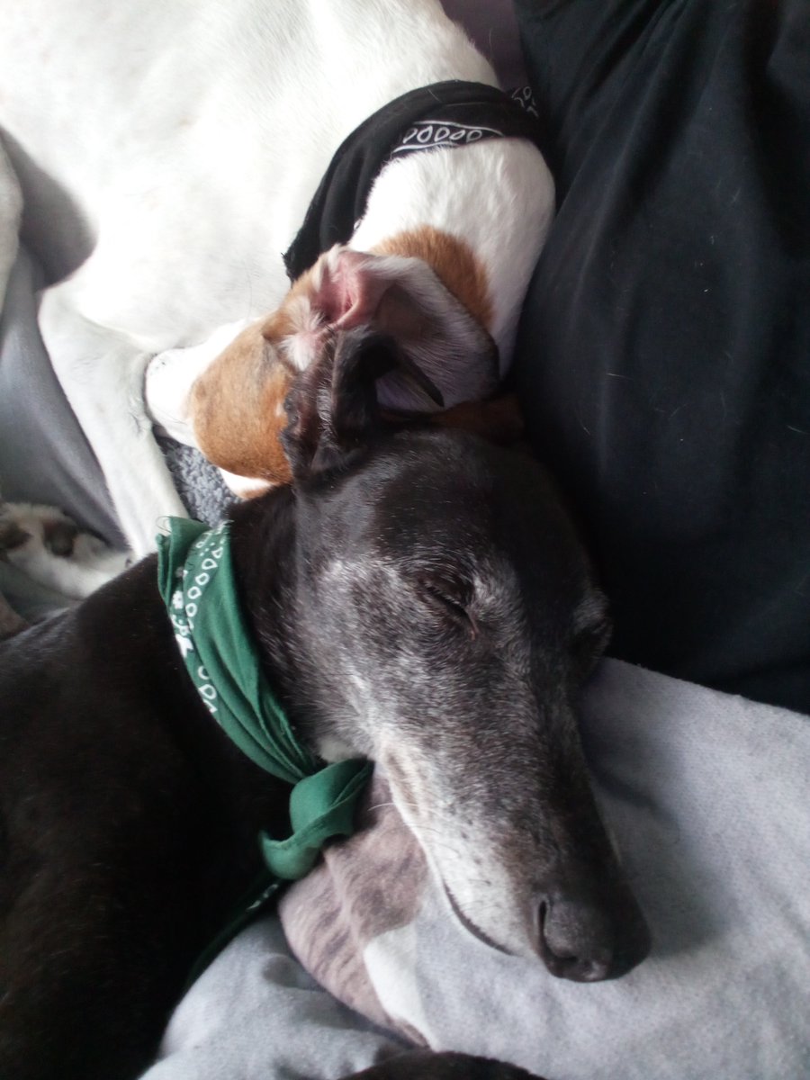 He ain't heavy, he's my littlest man

<a href="/GalwaySPCA/">Galway SPCA</a> hound families are the best families