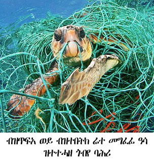 shabait's tweet photo. ንቚታ ባሕሪ - ዳህሳስ ጽባቐን ምስጢርን ባሕሪ!
ሚካኤል መንግስተኣብ

ብከላ ማለት፡ ንኣከባቢ ሓደጋ ከስዕቡ ዝኽእሉ ህላወ ዝተፈላለዩ በከልቲ ባእታታት - ማለት ከም ቀመማት፡ ጋዛት፡ ጓሓፋት ወዘተ እዩ። እዚ ከኣ፡ ኣብ ተፈጥሮኣዊ ሃብቲ ኣከባቢ ለውጢ ብምግባር፡ ንተጠቃምነት ጸጋታት መሬት፡ ማይ፡ ከምኡ’ውን ኣየር ኣብ ሓደጋ የውድቖ። በዚ ድማ፡ ሓደ ኣከባቢ ኣብ ጥቕሚ ንኽውዕል ውሑስ ምስ ዘይከውን “ተበኪሉ” ይበሃል።

ኣብ ናይ ሎሚ ዓምድና፡ ብዛዕባ ብከላ ባሕሪ ኢና ክንርኢ። ብከላ ባሕሪ ክበሃል እንከሎ፡ ደቂ-ሰብ ብዘካይድዎ ንጥፈታት ዝስዕብ ኰይኑ፡ ብቐጥታ ወይ ብተዘዋዋሪ መገዲ ወይ’ውን ብተፈጥሮኣዊ ክስተት ዘጋጥም ተርእዮታት እዩ። እዚ ተርእዮ ድማ፡ ንተጠቓምነት ባሕሪን ህይወታውያን ባሕርን ኣብ ሓደጋ ዘእቱ ኰይኑ ብዙሕ ከጠቓልል ይኽእል። ገለ ካብኡ ንምጥቃስ፡ ኣብ ገማግም ባሕሪ ዝተደኮኑ ሆቴላት፡ ገዛውቲ፡ ኢንዱስትርታት፡ ካብ ሕርሻዊ ንጥፈታት ዝወጽኡ ጓሓፋት፡ ከምኡ’ውን ናብ ዝተፈላለዩ ምንጭታት ማለት ናብ ወሓይዝ፡ ኣፈላጋት፡ ዝጓሓፉ ርስሓት ናብ ባሕሪ ምስ ዝኣትዉ፡ ንጥዕና ኣከባብን ህይወታውያን ባሕርን ኣብ ሓደጋ የእቱ። ብተወሳኺ ብንፋስ ዝላዕሉ ከም ፕላስቲክ ከምኡ’ውን ከም ሰበባ ባሕሪ ዝኣመሰሉ ምስፍሕፋሕ ተጓዳእቲ ህይወታውያን ክጥቀሱ ይኽእሉ።

ጠንቅን ሳዕቤንን ብከላ ባሕሪ

ንዓለባ ሕብሪ ዝጥቀማ ከምኡ’ውን፡ ላቦራቶሪ ናይ ምርምርን ሕክምናን ዝኣመሰላ ዓበይቲ ኢንዱስትርን ትካላትን፡ ንመጽናዕታዊ ምርምርን መርመራዊ ውጽኢትን ንምርካብ ዝተፈላለዩ ቀመማት ይጥቀማ። እዞም ቀመማት ከኣ በከልቲ ፈሰስቲ፡ ጸርግታት፡ ሓደገኛ ታህዋስያን፡ ካልኦትን ክኾኑ ይኽእሉ። ከምኡ’ውን ቴክኖሎጂያዊ ኣቑሑ ከም ሞባይል፡ ተለቪዥን፡ ኮምፕዩተር፡ ሶላር ወዘተ ምስ ምምጻእ ኢንድስትራዊ ምዕባለ ዳርጋ ናብ ነፍሲ-ወከፍ ተጠቃሚ ክበጽሕ ክኢሉ እዩ። ኮይኑ ግን ምስዞም ኣቑሑ ዝተገጥሙ ሓደገኛ ቀመማት ብግቡእ እንተዘይ ተጓሒፎም ኣብ ኣከባቢ ጸገማት ከስዕቡ ይኽእሉ። ብተመሳሳሊ፡ ከም ፕላስቲክ ዝኣመሰለ ተጠቃምነት ድሩቕ ጓሓፋት፡ ካብ ግዜ ናብ ግዜ እናወሰኸ ይመጽእ ኣሎ። ምኽንያቱ፡ ፕላስቲክ ብመንጽር ዋጋኡ ኣዝዩ ሕሱር ከምኡ’ውን ነዊሕ ዕምሪ ስለዘለዎ፡ ብደቂ- ሰብ ዝያዳ ተጠላቢ እዩ። ኣብ ገማግም ባሕሪ ዝቕመጡ፡ ንኽዛወሩ ዝመጽኡ ኣጋይሽ፡ ገፈፍቲ ዓሳ፡ ከም ፕላስቲክ ማይ መስተዪ፡ ፌስታል፡ ታኒካ ናይ መስተን ዕሹግ መግቢን ካልእን ድሩቓት ጓሓፋት፡ ብሸለልትነት ኣብ ከባቢ ገማግም ባሕሪ ወይ ናብ ባሕሪ ይጉሕፍዎ። ኣብ ፕላስቲክ ዘለዉ ንጥረ ነገራት ንኽዳቐቑ ነዊሕ ግዜ ስለዝወስዱ፡ ከምኡ’ውን ኣብ ባሕሪ ጸምበለል ብምባል ብርሃን ጸሓይ ስለዝዓጽዉ፡ ኣትክልቲ ባሕሪ መስርሕ ምድላው መግቢ ብግቡእ ንከየሰላሰሉ ይዕንቅጽዎም። ከምኡ’ውን እንስሳታት ባሕሪ፡ መግቢ ስለዝመስሎም፡ ነቶም ፕላስቲካት ይውሕጥዎም እሞ፡ ኣብ ከብዶም ኣትዩ ንስርዓተ ምሕቃቕ መግቢ ዓጊቱ ሞት የስዕበሎም።

ከም ሬተ መግፈፊ ዓሳ ዝኣመሰሉ ናብ ባሕሪ ዝጓሓፉ ወይ ዝኣትዉ ነገራት፡ ንእንስሳታት ባሕሪ ሓደገኛታት እዮም። ሬተ መግፈፊ ዓሳ፡ ብፕላስቲካዊ ንጥረ ነገር ዝተሰርሐ ኮይኑ፡ ካብ ገፈፍቲ ዓሳ ብሓደጋ ክብተኽ ወይ ብማዕበል ክጠፍእ ይኽእል። እዚ ከኣ ንዝተፈላለዩ እንስሳታት ባሕሪ ከም ዶልፊን፡ ጎብየ ባሕሪ፡ ኣቡ መጋዝ፡ ኣቡ ሮሙሽ፡ ሻርክ ብሬተ ከም ዝጠናነጉ ይገብሮም። ካብ ምንቅስቓስ ዓጊጉ ድማ፡ መግቢ ካብ ምርካብ ይዕንቅጾም፣ መቑሰልትን ረኽስን ፈጢሩ ከኣ ሞት የስዕበሎም።

ብከላ ባሕሪ ኣብ ስነ-ማሕድሮ፡ ጥዕና ደቂ-ሰብ ከምኡ’ውን ብሓፈሻ ኣብ ኣከባቢ ኣዝዩ ጸላዊ እዩ። ንሕርሻዊ ንጥፈታት ዘገልግሉ ዝተፈላለዩ ቀመማት ከምኡ’ውን ካብ እንስሳታትን ንጥፈታት ደቂ-ሰብን ዝወጽኡ ርስሓት ብወሓይዝ ተጸይሮም ናብ ባሕሪ ይኣትዉ። እዚ ከኣ ምውሳኽ መኣዛታት ከም ናይትሮጂን ወይ ፎስፎረስ ብምኽታል፡ ተጓዳእቲ ሰበባ ባሕሪ ንክፍጠር የቃላጥፍ። ከም ውጽኢቱ፡ ዋሕዲ ኦክሲጂንን ምጉዳል ብቕዓት ማይ ባሕሪን ብምስዓብ፡ ንኣትክልትን እንስሳታት ባሕርን ዝኣመሰሉ ህይወታውያን ባሕሪ፡ እኹል ኦክሲጂን ንከይረኽቡ የጸግሞም። ከም ሳዕቤኑ ድማ፡ ምዝንባል ኣብ መነባብርኦምን ስርዓተ ሰንሰለታዊ ኣመጋግባኦምን የኸትል። ብተወሳኺ ፈሰስቲ ቀመማትን ድበትን ንዕንወት ዕምባባ ባሕሪ የቃላጥፍዎ። እዚ ከኣ ምጉዳል ብዙሕነት እንስሳታት ባሕሪ የስዕብ።

መብዛሕትኡ ግዜ ኣብ ባሕሪ ምፍሳስ ወይ ምልሓዅ ነዳዲ ዘይቲ ብዝተፈላለየ ምኽንያት ከጋጥም ይኽእል። ገለ ካብኡ፡ ኣብ ዝተደኮኑ መጻረዪ ነዳዲ ወይ ነዳዲ ዝኳዓተሉ ቦታ ዘጋጥም ምዝላቕ መጋጣጠሚ ቱቦታትን ምልሓዅ ካብ መኽዘንን፡ ዓበይቲ መራኽብ ንመስርሕ ምንቅስቓስ ዝጥቀማሉ ዘይቲ፡ ከምኡ’ውን መራኽብ ዘይተጻረየ ነዳዲ ጽዒነን ኣብ ዝጓዓዛሉ ግዜ ብሓደጋ ምስ ዝጥሕላ ወይ ምስ ዝጋጨዋ ክኾኑ ይኽእሉ።

ነዳዲ ዘይቲ ኣብ ባሕሪ ምስ ዝፈስስ፡ ንህይወታውያን ባሕሪ ከም ኣትክልቲ መናፊቶም ብምዕባስ መስርሕ ዕብየቶም የዳኽሞ ከምኡ’ውን ጽባቐኦም ይድወን። ብመንጽር እንስሳታት ባሕሪ ድማ፡ ንዓሳታትን ኣዕዋፍን፡ ኣካላዊ ጸገማት የኸተለሎም፡ ናይ ሞት ሓደጋ’ውን የስዕበሎም። ኣዕዋፍ ባሕሪ ዓሳ ክሃድና ናብ ዝተበከለ ባሕሪ ኣብ ዝኣትዋሉ፡ ነዳዲ ዘይቲ ናብቲ ሽፋን ክንቲት ኣዕዋፍ ሰንጢቑ ይኣቱ’ሞ፡ ከም ውጽኢቱ ንምቅይያር ሙቐት ተነቀፍቲ ብምግባር ናይ ሙማቝ ዓቕመን ብምጉዳል፡ ትሑት ሙቐት ሰብነት ከምዝህልወን ይገብር። በዚ ድማ፡ ኣብ ባሕሪ ከንሳፍፋ ይጽገማ፡ ክንቲተን ብዘይቲ ኣብ ዝዕበሰሉ’ውን ክበራ ኣይክእላን። ብተወሳኺ ነዳዲ ዘይቲ ንኣዕዋፍ ናይ ምብራር ክእለተን ብምጉንዳብ፡ ካብ መግቢ ምንዳይን ካብ ሃደንተን ምህዳምን የተዓናቕፈን። ብዘይካ’ዚ፡ እንስሳታት ባሕሪ ነዳዲ ዘይቲ ምስ ዝውሕጡ ጽምኣት ሰብነት የኸትለሎም ከምኡ’ውን ኣብ ስርዓተ ምሕቃቕ መግቢ ኣካላት ሃስያ የውርደሎም።

ምክትታል ብከላ ባሕሪ

ሓበርቲ ህይወታውያን ባሕሪ፡ ብከላ ባሕሪ ምስ ዝህሉ ምልክታት ወይ ግብረ መልሲ ብምርኣይ ህላወ በከልቲ ባእታት ዘግህዱ እዮም። እዞም ህይወታውያን እዚኣቶም፡ ኣከባቢ ኣብ ዝልወጠሉ ወይ ብዝሒ ከባቢያዊ ብከላ ኣብ ዘጋጥመሉ ብሰለስተ መገዲ ማለት ፊዝዮሎጂካዊ፡ ከሚካላዊ ከምኡ’ውን ባህርያዊ ለውጢ ይገብሩ። ንኣብነት፡ ምብዛሕ ወይ ምጉዳል ቁጽሪ ህይወታውያን፡ ምቅይያር ጠባያት፡ ምልዋጥ ደጋዊ ቅርጺ ኣካላት ይርአ፣ ከምኡ’ውን ኣብ ዝኽዘንዎ ባእታታት መርመራ ብምግባር ኣብ መደምደምታ ክብጻሕ ይከኣል።

ሓበርቲ ህይወታውያን ባሕሪ፡ ነቲ ብሰንኪ ዝተፈላለዩ ብከላታት፡ ኣብ ስነ- ማሕድሮ ከጋጥም ንዝኽእል ውህሉል ጽልዋ ይሕብሩ። ከምኡ’ውን ሳዕቤን ብከላ ክሳዕ ክንደይ ግዜ ክወስድ ከምዝኽእል ይእንፍቱ። ግቡእ ምክትታል ሓበርቲ ህይወታውያን ደረጃ ህላወ ብከላ ክሕብር ከሎ፡ ከምኡ’ውን ብዛዕባ ዓቐንን ብርትዐን ብከላ ተወሳኺ ሓበሬታ ከነጽር ይኽእል። ብምክትታል እዞም ህይወታውያን እትረኽቦ ሓበሬታ፡ ኣብ ምውሓስ ጽሬት ኣከባቢ ዓቢ ረብሓ ኣለዎ።

ሓበርቲ ህይወታውያን ባሕሪ፡ ዝነብርሉ ኣከባቢ ብኩል ምስ ዝኸውን፡ ኣብ ኣካላቶም በከልቲ ባእታታት ብምኽዛን ሓበሬታ ናይቲ ዝነብርሉ ኣከባቢ ይህቡ። ኣብዞም ህይወታውያን ምርኩስ ብምግባር ዝግበር ምክትታል ጽሬት ኣከባቢ፡ ንሓጺር ወይ ንነዊሕ ግዜ ክኸውን ይኽእል። ምክትታል ጽሬት ኣከባቢ ኣብ ዝግበረሉ ድማ፡ እቲ ነዊሕ ግዜ ዝወስድ ዝያዳ ተመራጺ ይገብሮ። ምኽንያቱ እቲ ህይወታዊ ምስ ግዜ ኣብ ኣካላቱ በከልቲ ባእታት ስለዝኽዝን፡ ስእሊ ናይቲ ኣከባቢ ኣብ ዝተፈላለየ ወቕቲ ከብርህ ይኽእል።

ሓበርቲ ህይወታውያን ባሕሪ ከም ኣትክልቲ ባሕሪ፡ እንስሳታት ባሕሪ፡ ሰበባ ባሕሪ ወዘተ. ክጥቀሱ ይከኣሉ። ብከላ ኣብ ዘጋጥመሉ፡ ህላወ ወይ ምጥፋእ ናይ ገለ ዓይነታት ኣትክልቲ፡ ምርጋፍ ወይ ምቚሳል ቆጽሊ፡ ልሕጺ፡ ዕምባባ ወዘተ ከም ሓፈሻዊ ትዕዝብቲ ይርአ። ኣብ እንስሳታት ባሕሪ ከኣ ምውሳኽ ወይ ምጉዳል ቁጽሪ እንስሳታት፡ ምውሳኽ ተበለጽቲ ዓሌታት እንስሳ፡ ምቅይያር ጠባያት፡ ምጕዳል ኣካላት ወ.ዘ.ተ. እዩ።

ምቁጽጻር ብከላ ባሕሪ

ምቁጽጻር ብከላ ባሕሪ ኣብ ቁጠባዊ እቶት ሓንቲ ሃገር ዓቢ ረብሓ ኣለዎ። ምኽንያቱ በከልቲ ቀመማት ወይ ባእታታት ኣብ ባሕሪ ምስ ዝፈሱ፡ ዝርጋሐኦም ብዝተፈላለዩ መገዲ ብማዕበል ወይ ካረንት (ማድ) ክሰፍሕ ይኽእል። እዚ ከኣ ሰፊሕ ቦታ ብምሽፋን ኣብ ስርዓተ ሰንሰለታዊ መግቢ ብምኽዛን፡ ኣብ ህይወታውያን ባሕሪ ዋሕዲ ናይ ብዙሕነት የስዕብ። ከምኡ’ውን ኣብ’ዞም በከልቲ ባእታት ከዚኖም ዘለዉ ህይወታውያን ባሕሪ ዝምገቡ ደቂ-ሰብ ናይ ጥዕና ጸገማት የኸትል። ብተወሳኺ ንክዘናግዑ ብዝመጽኡ በጻሕቲ ዝጉሓፉ ፕላስቲክ፡ ብባሕርን ብኣከባቢኡን ዝተገፍዑ ዝተፈላለየ ርስሓት ዘለዎ ጻህያይ ባሕሪ ወ.ዘ.ተ. ምስ ዝህልዎ፡ ሰሓብነት ጽባቐ ባሕሪ ብምጉዳል፡ ቁጠባዊ ረብሓ የጉድል።

ብበከልቲ ቀመማት ክመጽእ ዝክእል ብከላ ባሕሪ ንምፍታሕ ክውሰዱ ዘለዎም ስጉምትታት ኣለዉ። ንሳቶም ድማ ከም ምጉዳል ምጥቃም ፕላስቲክ፡ ምምዕባል ኣተኣላልያ ወይ ኣተሓሕዛ ጉሓፍ፡ ምትእትታው መምርሒታትን ሕጋጋታትን፡ ንቕሓት ህዝቢ ኣብ ጥዕና ባሕሪ ምዕባይ፡ ምውጋድ ካብ ኢንዳስትሪን ትካላትን ዝፈሱ ቀመማት፡ ምጉዳል ኣብ ገማግም ባሕሪ ዝድኮኑ ኢንዱስትሪታትን ትካላትን፡ ምውጋድ ካብ ኣገልግሎት ዝህባ ትካላት ዝወጽእን ጉሓፍ፡ ምውጋድ ካብ መርከብ ዝልሑኽ ዘይቲ፡ ነቲ ኣብ ጥቕሚ ዝወዓለ ነዳዲ ዘይቲ ካልኣይ ግዜ ዝምስርሓሉ መገዲ ምንዳይ ምጥቓስ ይከኣል።

ባሕሪ ኣዝዩ ሰፊሕን ዓሚቑን ስለዝኾነ፡ ናብ ባሕሪ ዝኣትዉ ፈሰስቲ ርስሓትን ድሩቓት ጓሓፋትን ጽልዋኦም ኣዝዩ ንእሽቶይ እዩ ዝብል ኣረኣእያ ኣሎ። እዚ ከኣ ንጽሬት ኣከባብን ህይወታውያን ባሕርን ከምኡ’ውን ጥዕና ደቂ-ሰብ ኣብ ግምት ከይእተኻ ዝግበር ዘይሓለፍነታዊ ኣተሓሕዛ ጉሓፍን ቀመማትን እዩ። በከልቲ ቀመማትን ድሩቓት ጓሓፋትን ኣብ ባሕሪ ምስ ዝህልዉ፡ ካብ ሰደድ ጸጋታት ባሕሪ ዝርከብ ሽያጥ ዓሳ፡ ጋምቤሪ ወ.ዘ.ተ. ይጎድል፣ ንጥፈታት ቱሪዝም ይውሕድ፡ ቁጠባዊ ረብሓ ናይ’ቲ ዕለታዊ መነባብርኡ ኣብ ባሕሪ ዝምርኮስ ህዝቢ ይንኪ፡ ከምኡ’ውን ኣብ ስነ-ማሕድሮ ህይወታውያን ባሕርን ደቂ-ሰብን ጥዕናዊ ጸገማት የስዕብ። ስለዚ ምክትታልን ምቁጽጻርን ብከላ ባሕሪ ናይ ኩሉ ሓላፍነት እዩ።