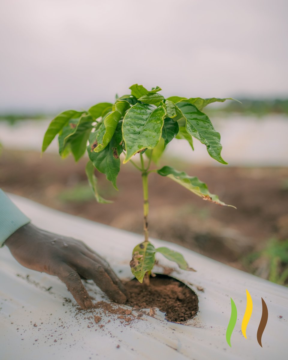 kerchanshe's tweet photo. Uncover the essence of our passion ☕️❤️🌿 

Where every bean is a labor of love, from our farm to your cup.

#KerchansheCoffee #EthiopianCoffee #CoffeeFarm #FromFarmToCup #CoffeeLovers #SpecialtyCoffee #CoffeeCulture #SustainableFarming #NatureLovers #LoveCoffee https://t.co/p9wWXgwOkQ