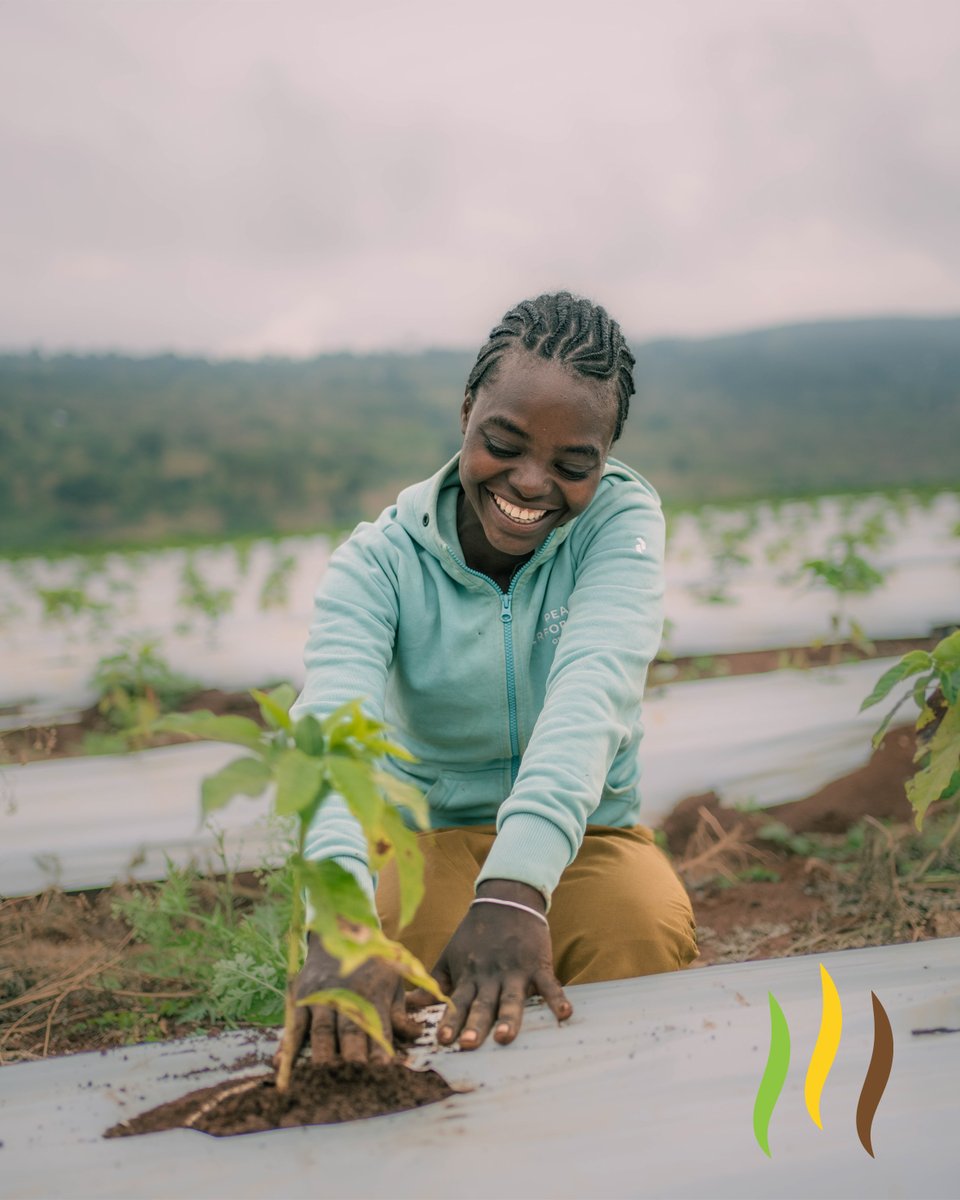 kerchanshe's tweet photo. Uncover the essence of our passion ☕️❤️🌿 

Where every bean is a labor of love, from our farm to your cup.

#KerchansheCoffee #EthiopianCoffee #CoffeeFarm #FromFarmToCup #CoffeeLovers #SpecialtyCoffee #CoffeeCulture #SustainableFarming #NatureLovers #LoveCoffee https://t.co/p9wWXgwOkQ