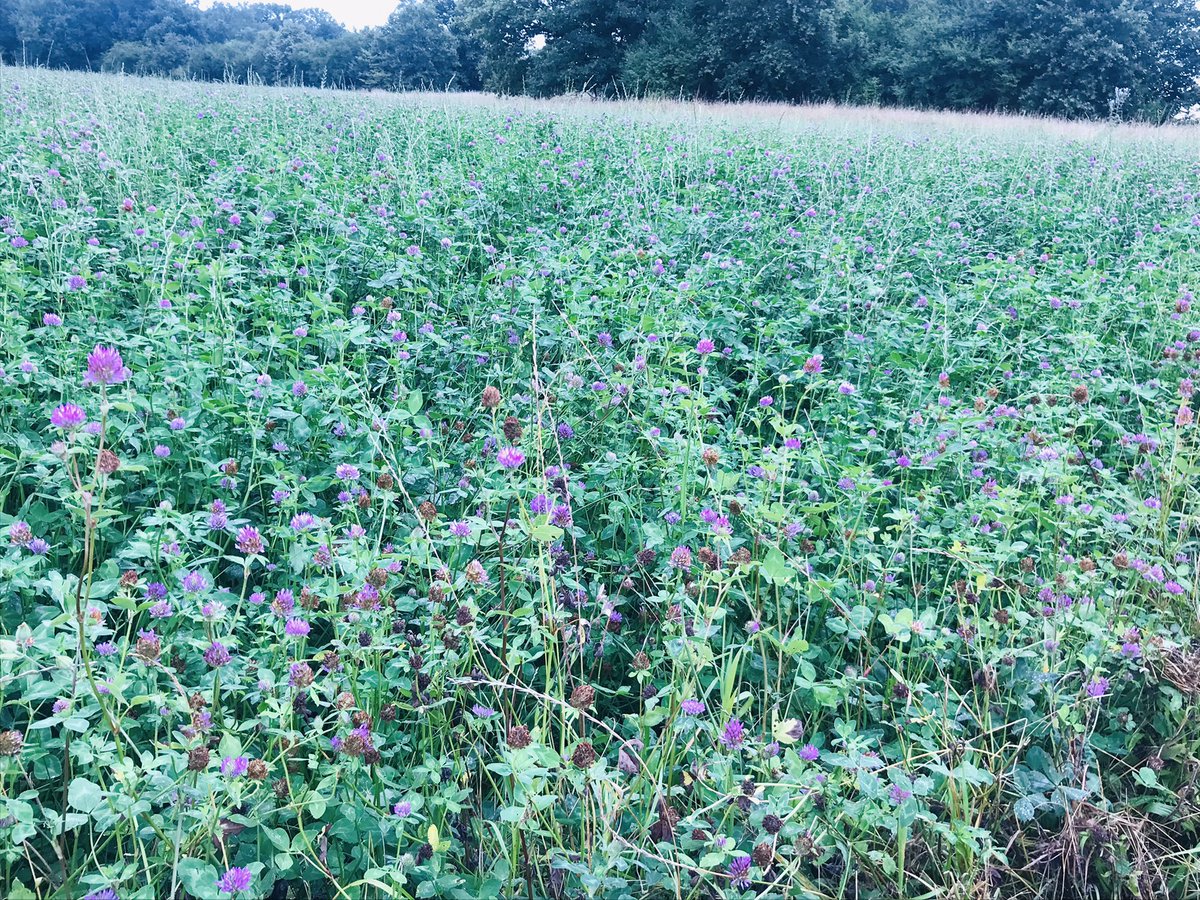 SweetMouse85's tweet photo. Pictures from this morning 😊
Some Canada goose's crossed our way and we found a field of clover ☘️
#river #morning #gooses https://t.co/vNRcTUaijq