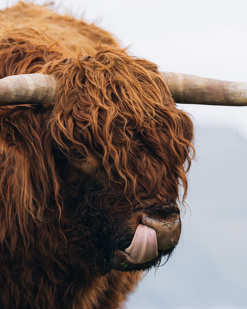 Faroe Islands 🇫🇴