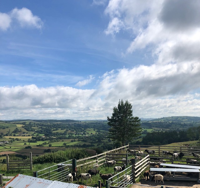 BorderSoftware's tweet photo. 📅Tuesday 30th July - NSA Malvern
💥 #Bordersoftware unveils their new style weigh crate.
A chance to meet you all, so come and see what we have to offer
Weigh crates, Weigh heads, TruTest equipment and #FarmIT3000 software
💥Over 20yrs experience
Record💥 Analyse 💥Manage https://t.co/HGKW7eWZeV