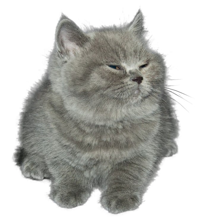 littlegraycat tweet media