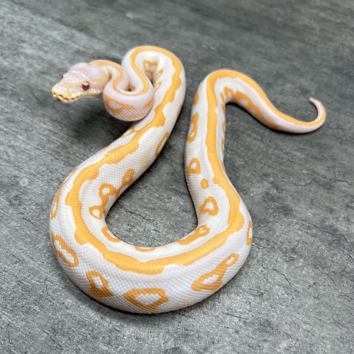 ムラタのボールパイソンモルフ解説】🐥 本日はLavender Albino