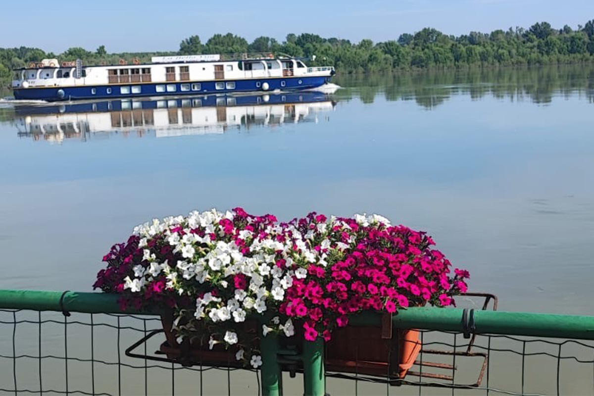 Syngenta Flowers tweet media