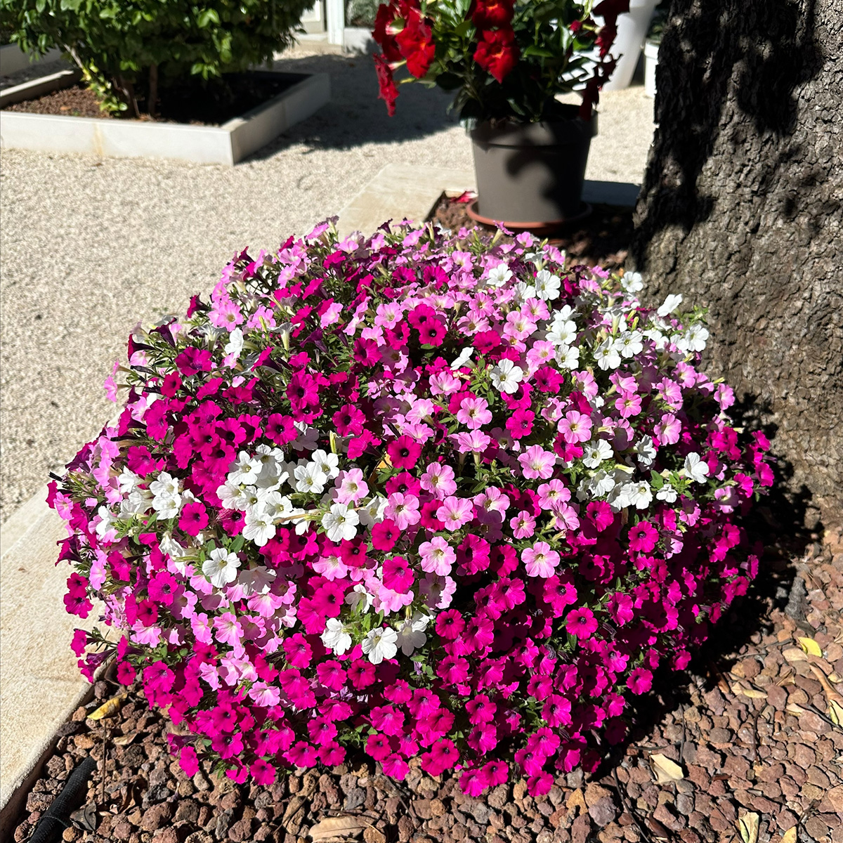 Syngenta Flowers tweet media