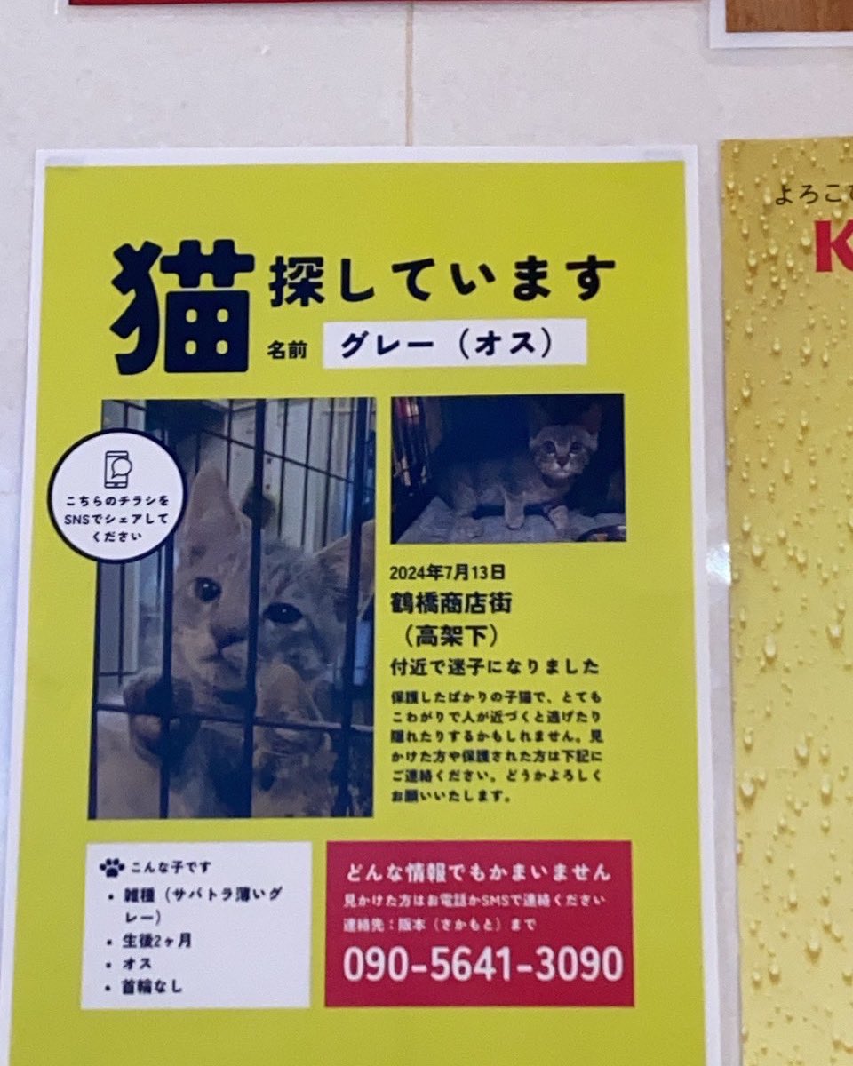 memeko131's tweet photo. 大阪鶴橋商店街
高架下で迷子になった様です。
拡散よろしくお願いします🙇‍♀️
#大阪鶴橋
#猫
#迷子
#鶴橋猫迷子
#猫探してます https://t.co/gG9FFzkhPO