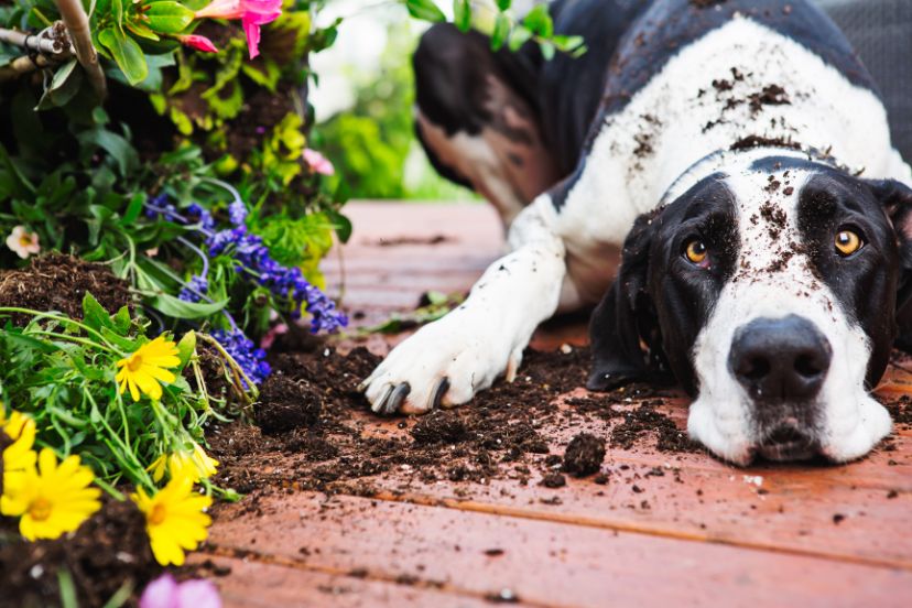 TheDogCareGuru's tweet image. From understanding the root causes of this behavior to implementing effective strategies, you’ll soon be equipped with the knowledge and tools to stop dog digging once and for all.

Click for more bsapp.ai/QkHkUG8U_

#pup #Provide #DogDigging #soil #dig #trainer #strategy