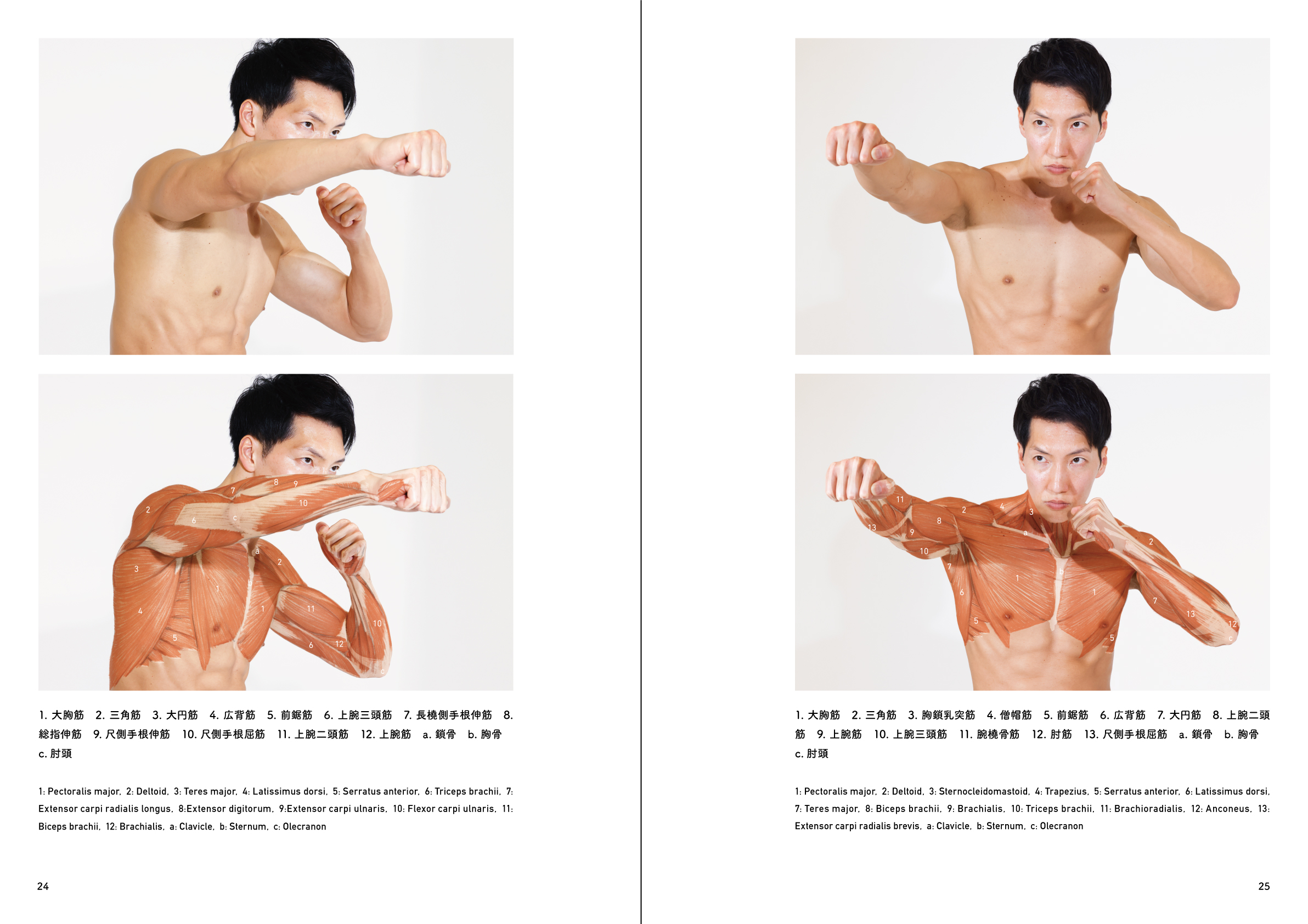 anatomy tutorials on X: 