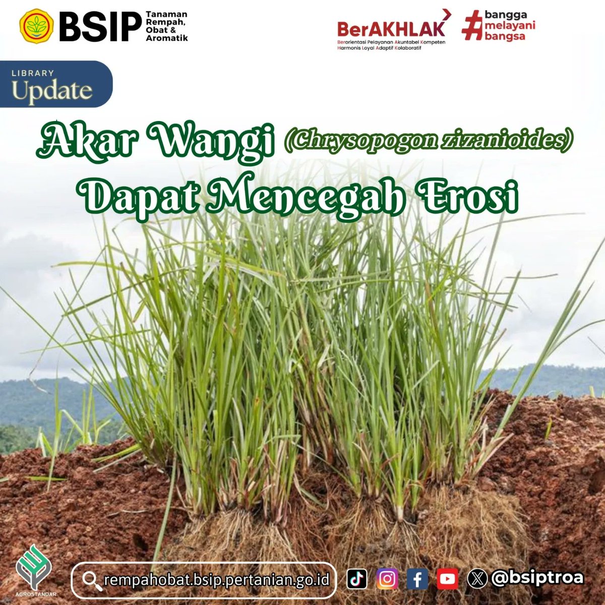 brmprempahobat's tweet image. #SobaTROA
Akar wangi atau vetiver merupakan tanaman hiperakumulator yaitu tanaman yang mampu tumbuh pada berbagai kondisi lingkungan. Tanaman ini biasanya dianggap sebagai tanaman liar.
Simak infografis berikut ini selengkapnya yaa..
#akarwangi
#libraryupdate
#agrostandar