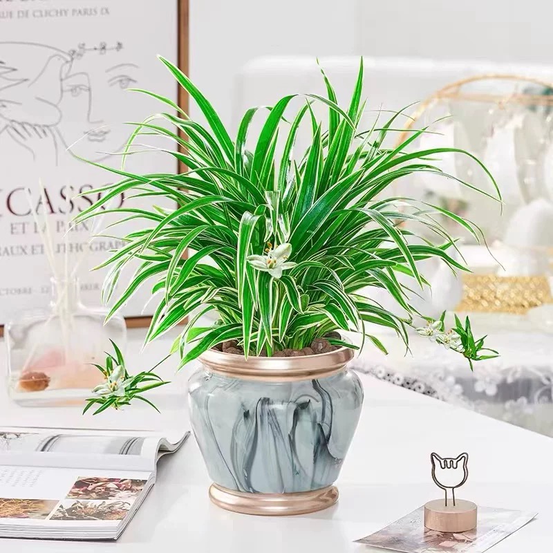 🌱 Spider Plant Care 101 🌱

Light: Bright, indirect light is best.
Water: Water when the top inch of soil is dry.
Humidity: Prefers humidity but adapts well.
Soil: Well-draining potting mix.
✨ Pro Tip: Use LED grow lights for optimal growth!

#PlantCare #SpiderPlant #Houseplant