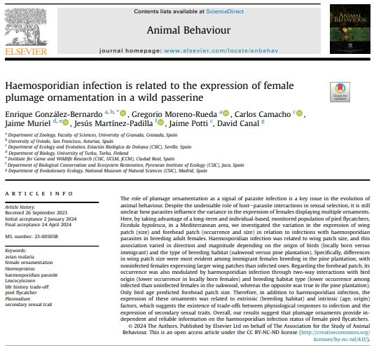 🚨*New Paper Alert*🚨 <a href="/asab_org/">ASAB</a> <a href="/AnimBehSociety/">Animal Behavior Society</a> 
Our results suggest that plumage #ornaments provide independent and reliable information on the #haemosporidian infection status of female pied flycatchers 🩸🦟🐦‍⬛
#malaria 
sciencedirect.com/science/articl…
