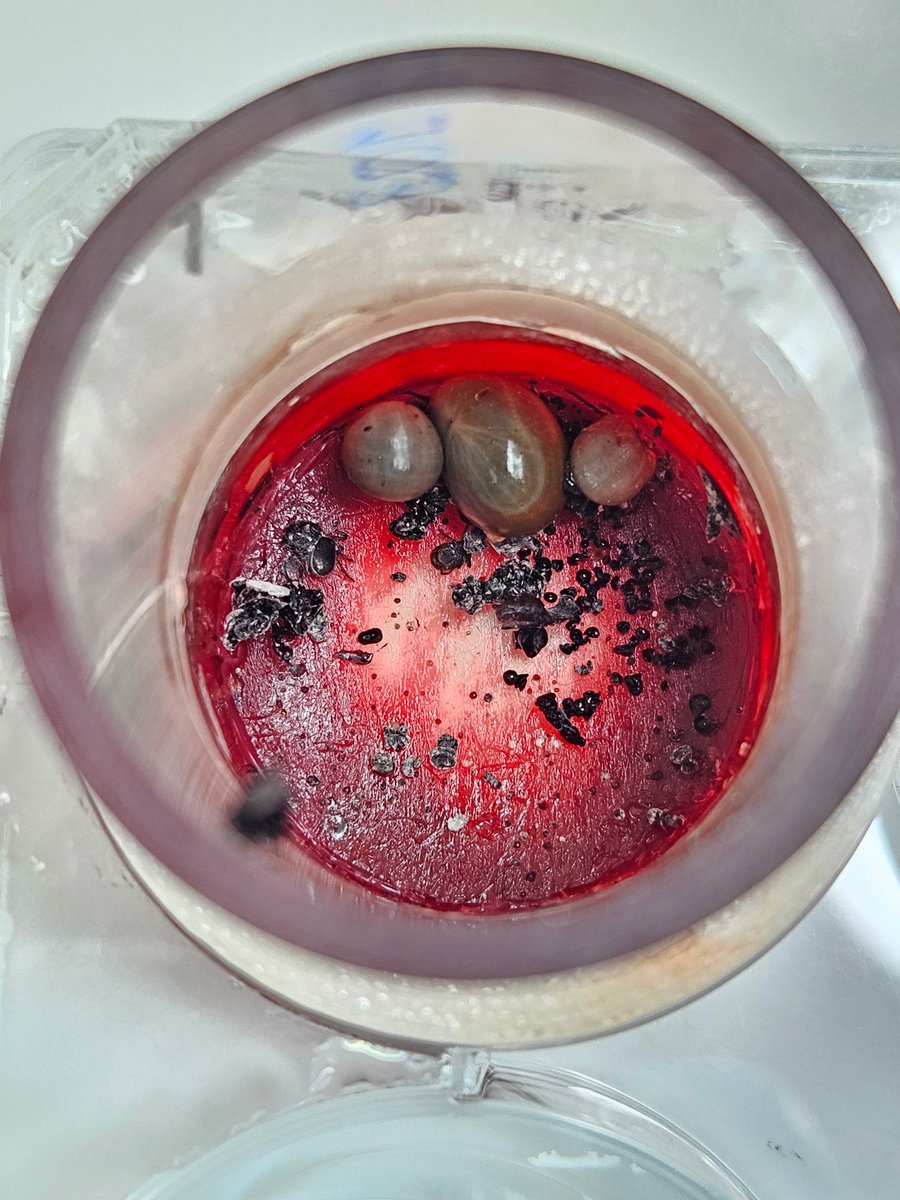 #Summer in #Vienna, Where others go on holidays, we babysit these creepy crawlers. #Artificial #feeding of #ticks helps us to better understand the tick-#pathogen interactions and pathogen #transmission #dynamics. Have a great summer, but watch out for ticks! #borrelia #tbev