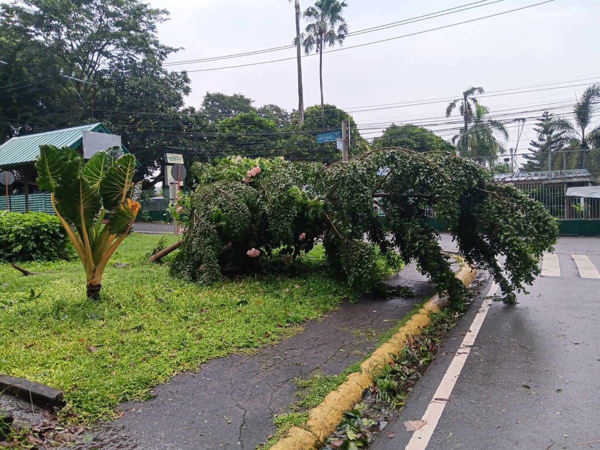 stpbuplb's tweet photo. BANTAY BAGYO | Typhoon #CarinaPH

Narito ang kasalukuyang lagay ng UPLB Campus ngayong hapon. 

Mag-ingat sa lahat ngayong paghagupit ng bagyong Carina. Magreport sa social media accounts ng STPB UPLB (@stpbuplb) o gamit ang aming form:  https://t.co/N9ktP6MRnv

#ReliefPH https://t.co/8nKxQpdJpi