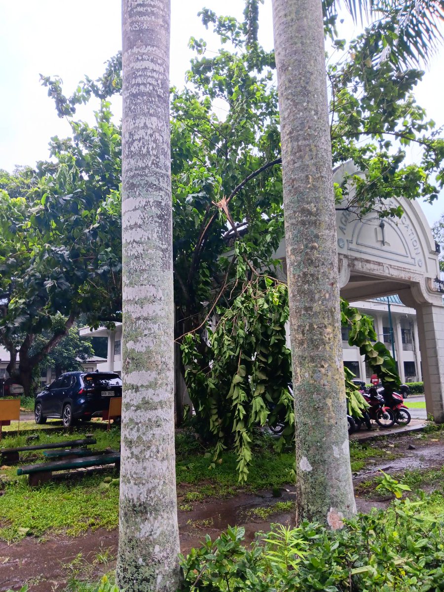 stpbuplb's tweet photo. BANTAY BAGYO | Typhoon #CarinaPH

Narito ang kasalukuyang lagay ng UPLB Campus ngayong hapon. 

Mag-ingat sa lahat ngayong paghagupit ng bagyong Carina. Magreport sa social media accounts ng STPB UPLB (@stpbuplb) o gamit ang aming form:  https://t.co/N9ktP6MRnv

#ReliefPH https://t.co/8nKxQpdJpi