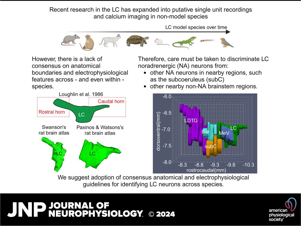 NelsonTotah's tweet photo. I’m happy to share our new article in which we suggest adoption of consensus anatomical and electrophysiological guidelines for identifying LC neurons across species when evaluating brainstem single-unit spiking or calcium imaging. https://t.co/jaloaCZHQY https://t.co/4T4ZWkUO1T