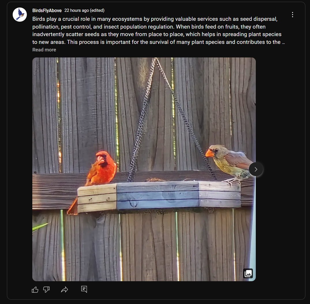 BirdsFlyAbove's tweet photo. π Exciting news! Check out our community blog on YouTube! Click the link π https://t.co/cMUgpFVRO9 #CommunityBlog #YouTube #CommunityEngagement π https://t.co/HTzd9sLjPs