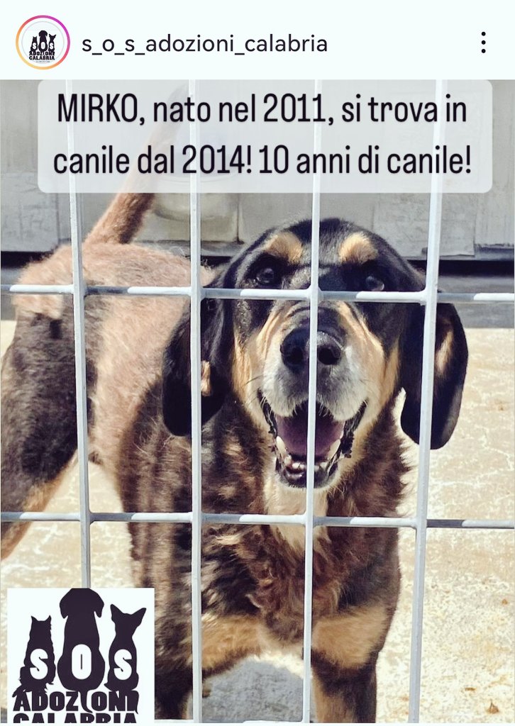 MonicaOrsini8's tweet photo. Mirko 13 anni una vita buttata in #canile il suo futuro? Uscire da morto dentro un sacco nero se nessuno lo #adotta è sano e dolce 🆘3289633366 #Calabria #AdoptDontShop #SosCani 🆘 #adottanoncomprare #adottauncanedalcanile #canicercacasa #adozionecani #adozionidelcuore #Segugio https://t.co/21KosWAToX