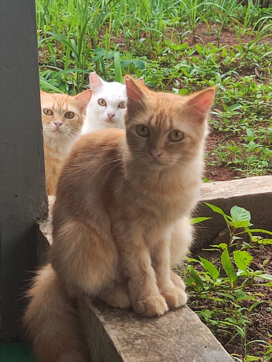 darwasupari's tweet photo. @yoyouzhii Punya 6 kucing dg warna berbeda padahal 1 induk. Kayaknya emaknya dulu digilir https://t.co/JbsRBjmgVo